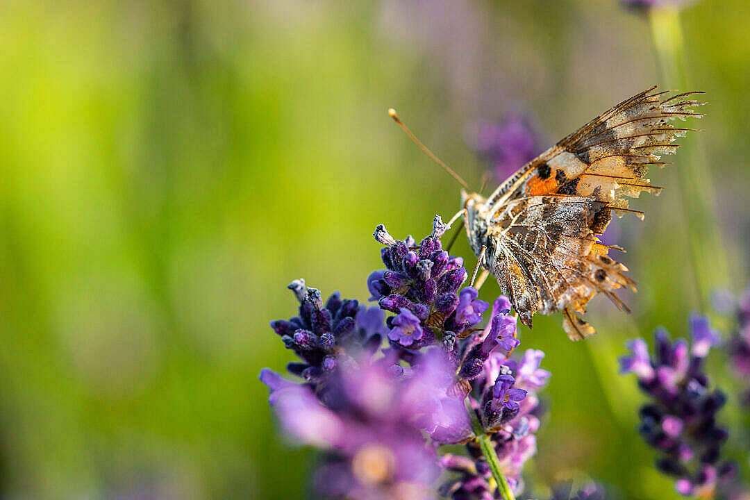 Aesthetic Butterfly With Broken Wings Background