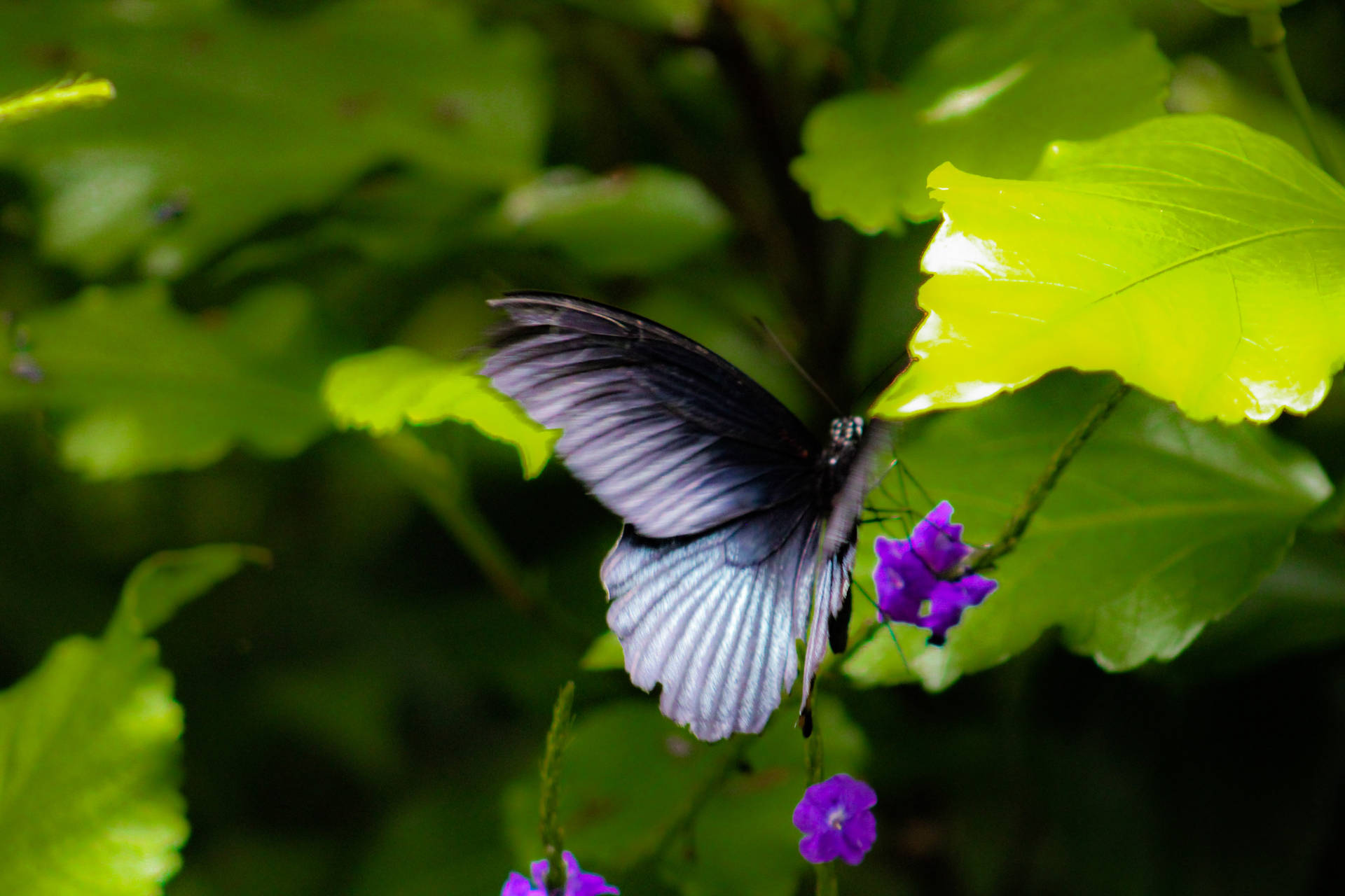 Aesthetic Butterfly With Colorful Wings