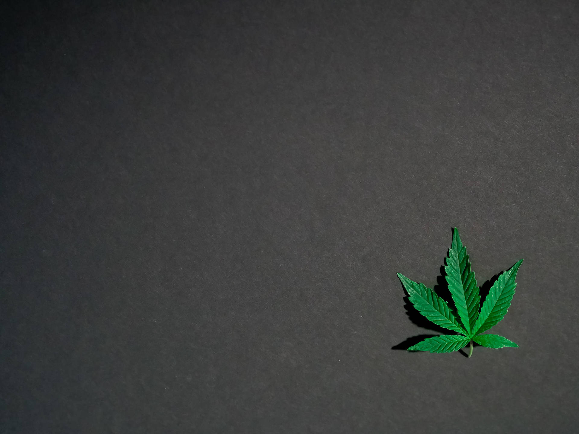 Aesthetic Cannabis Leaf Against Vibrant Background Background