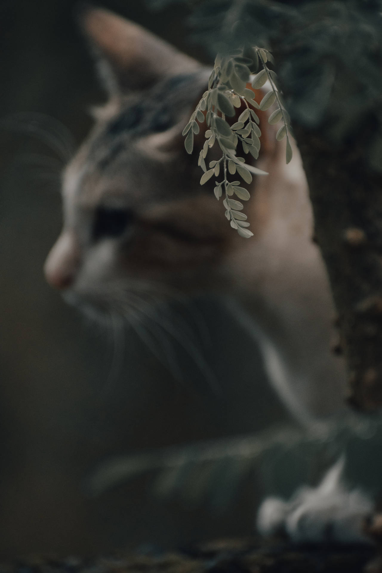 Aesthetic Cat Beside Tree Background