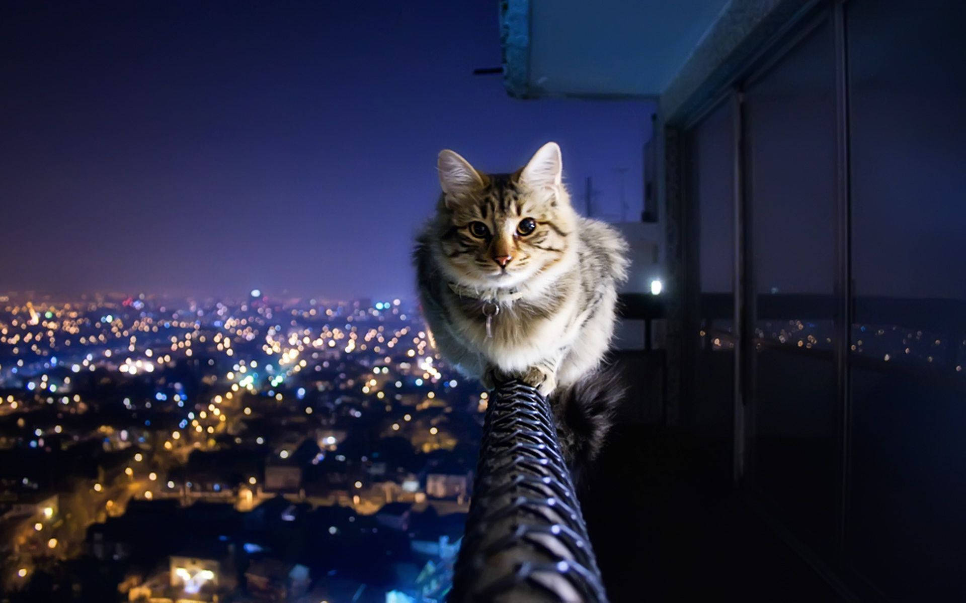 Aesthetic Cat In Balcony Background