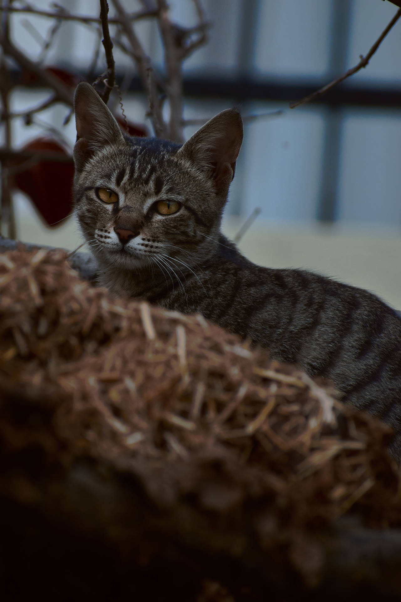 Aesthetic Cat In Nest Background