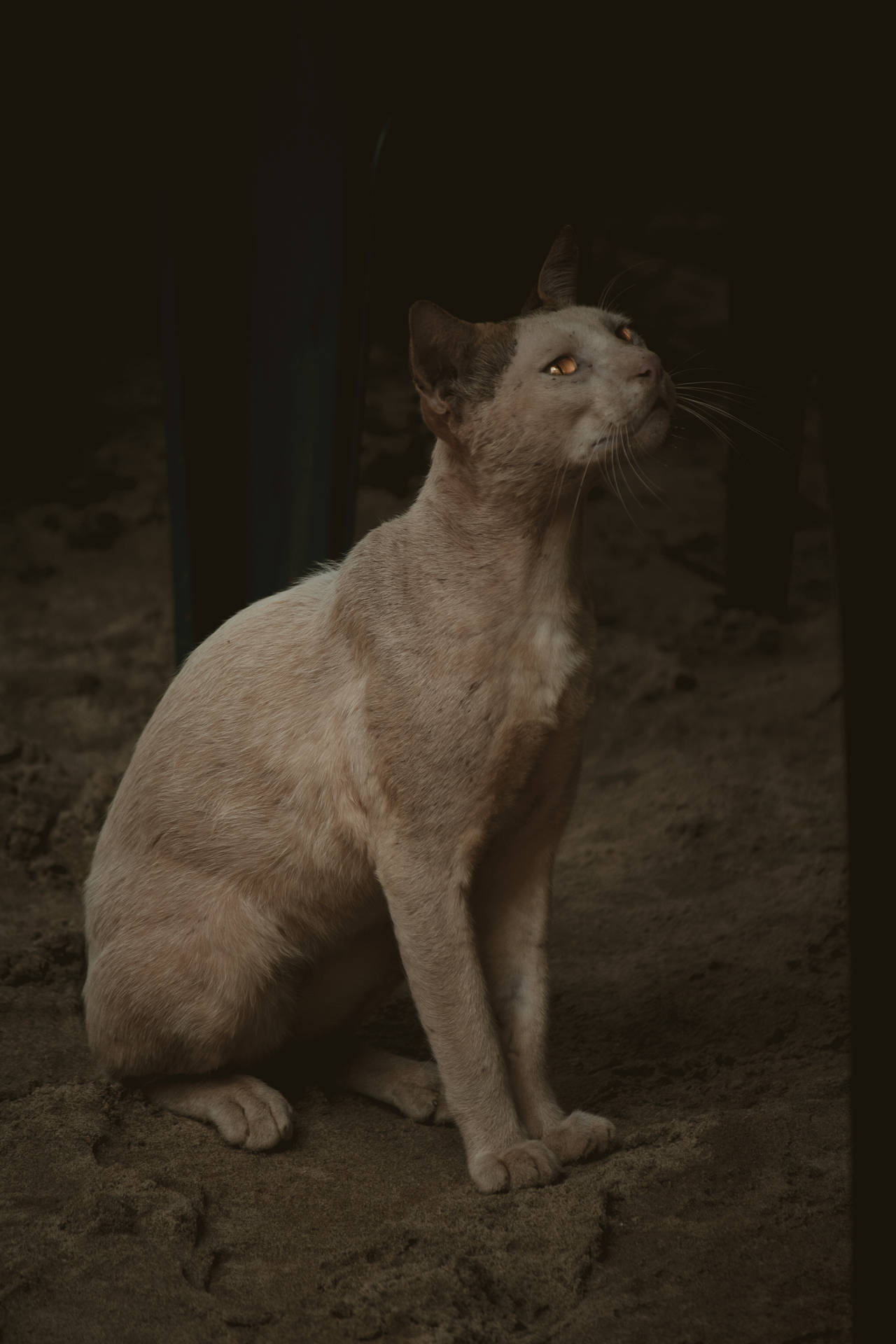 Aesthetic Cat In Sand Background