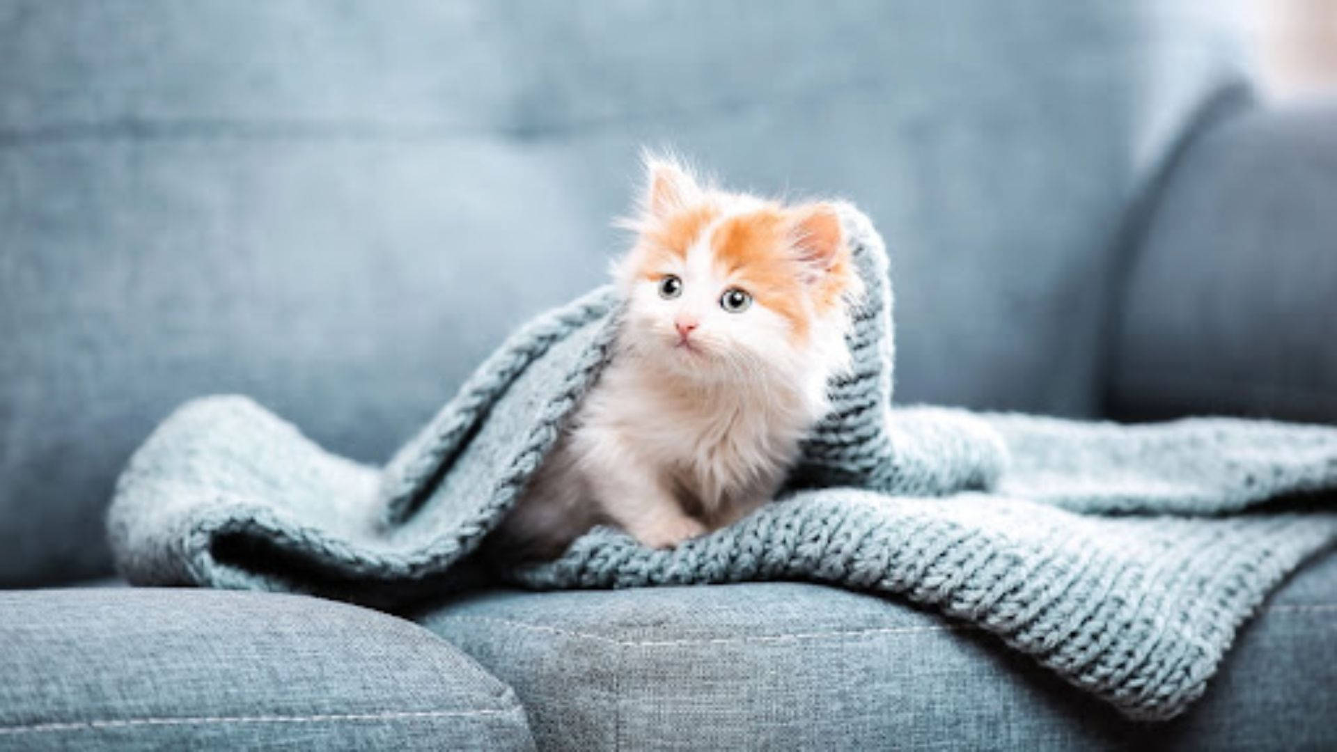 Aesthetic Cat In Sofa