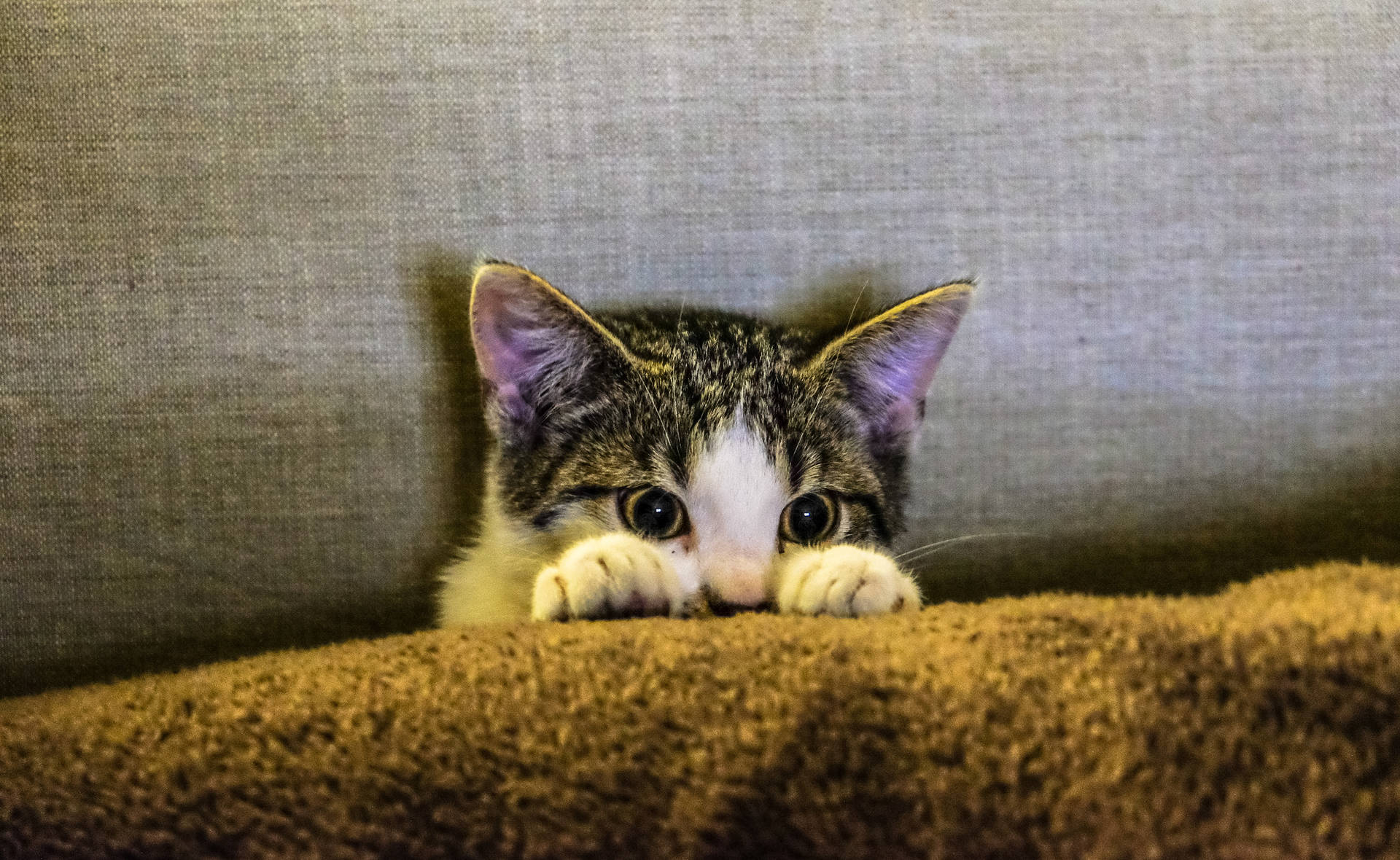 Aesthetic Cat In Sofa Background
