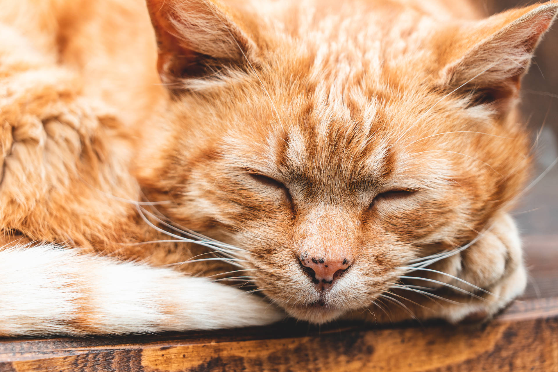 Aesthetic Cat Sleeping Background