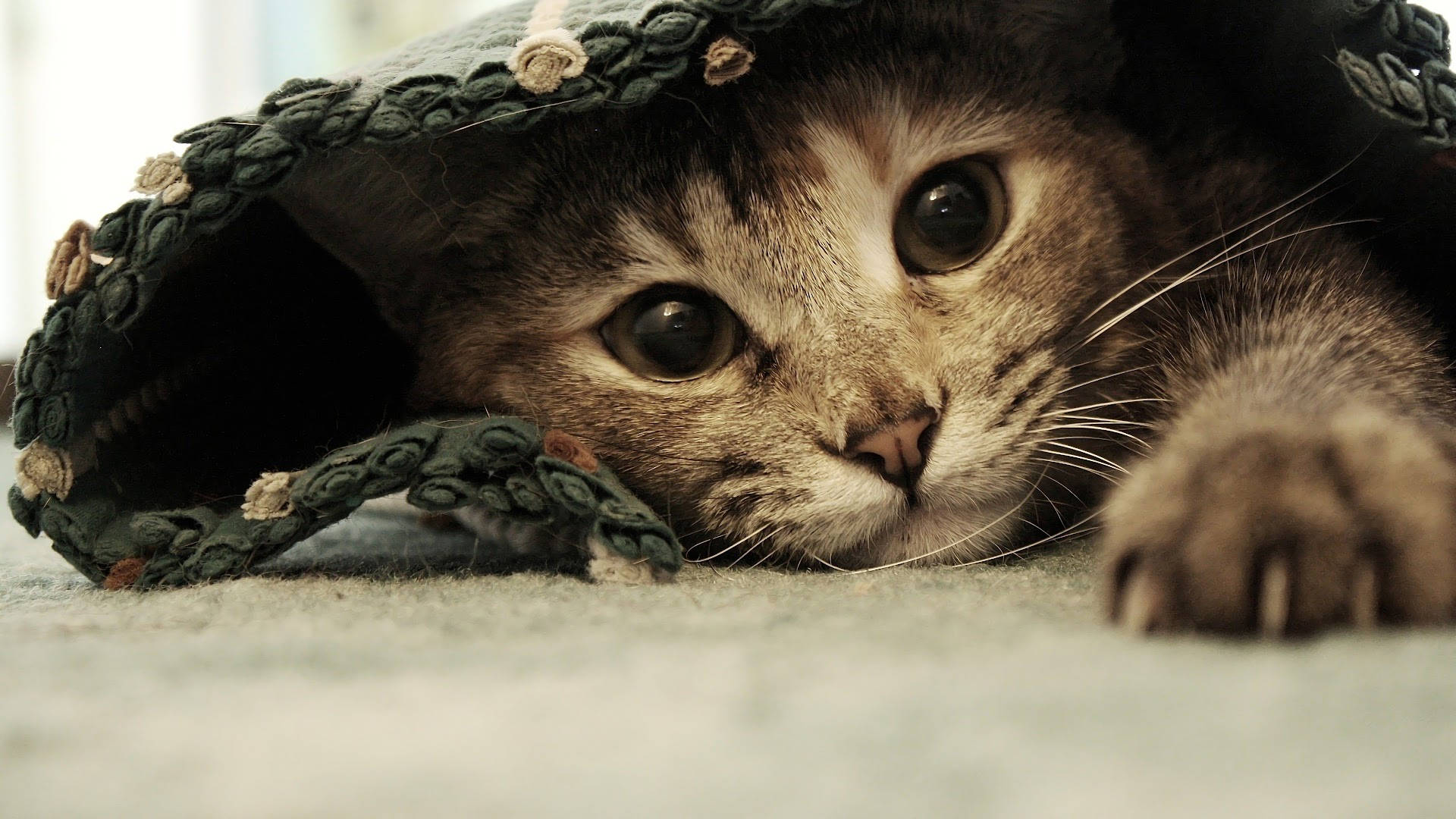 Aesthetic Cat Under Rug Background