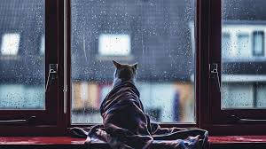 Aesthetic Cat Watching Rain Background