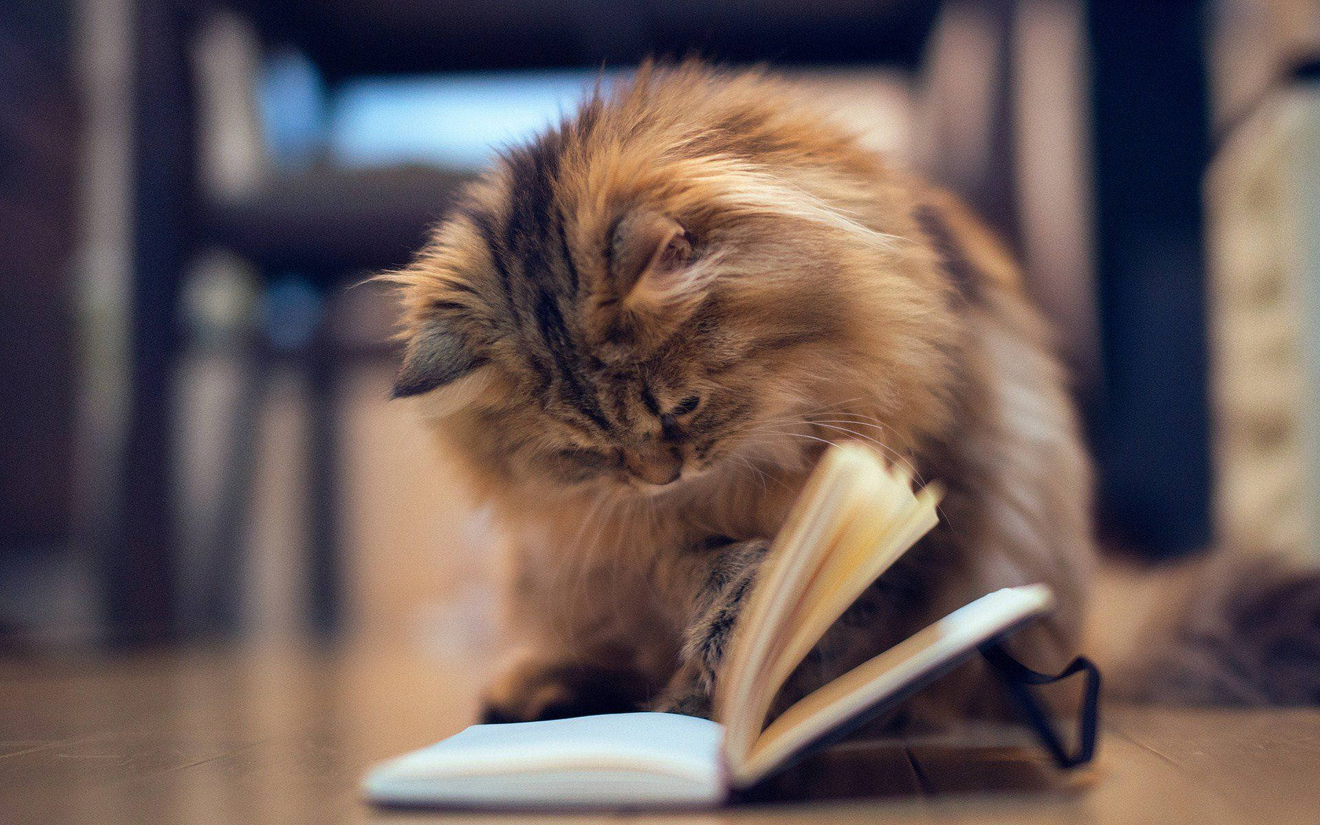 Aesthetic Cat With Book