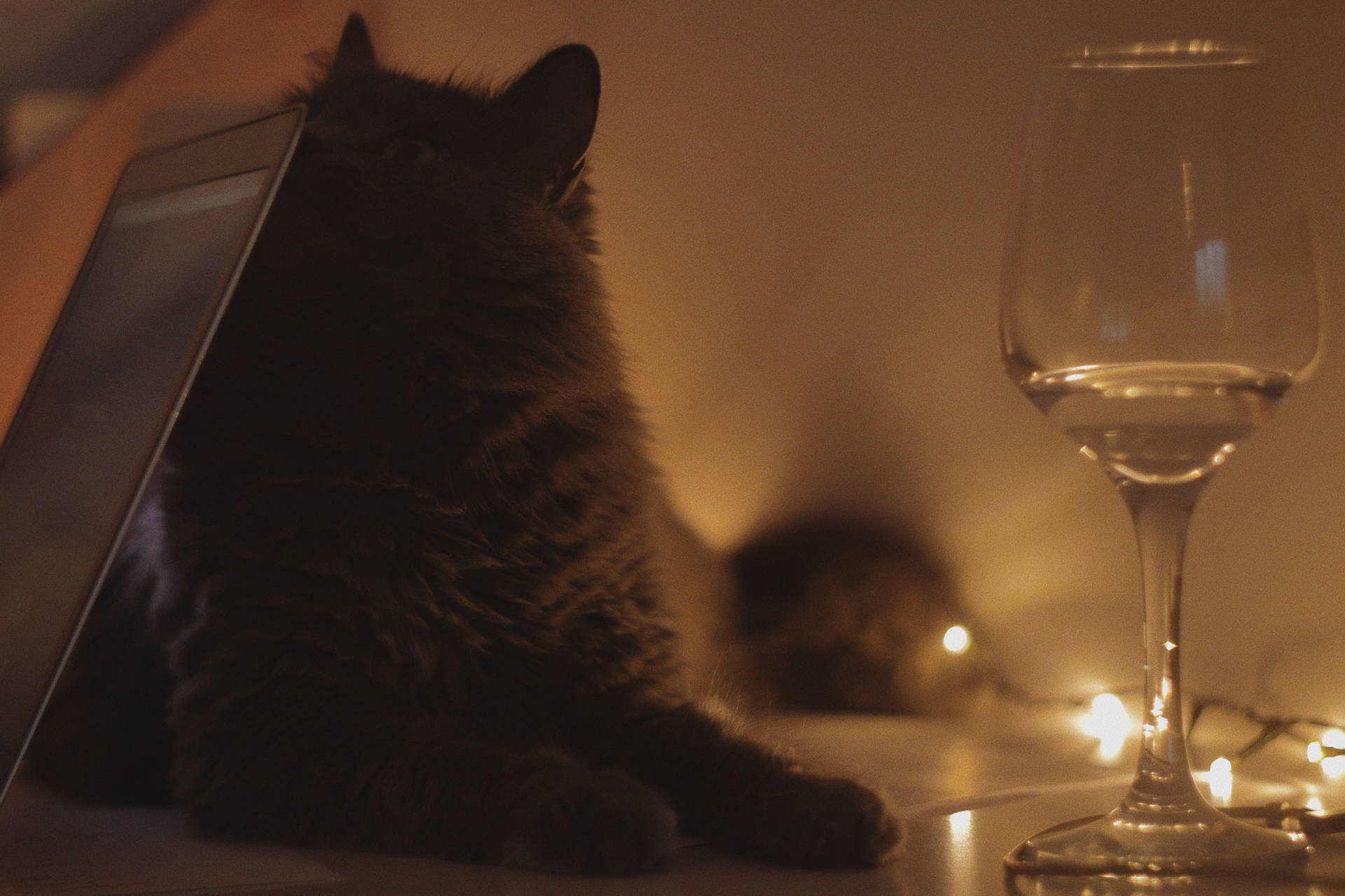 Aesthetic Cat With Glass Wine