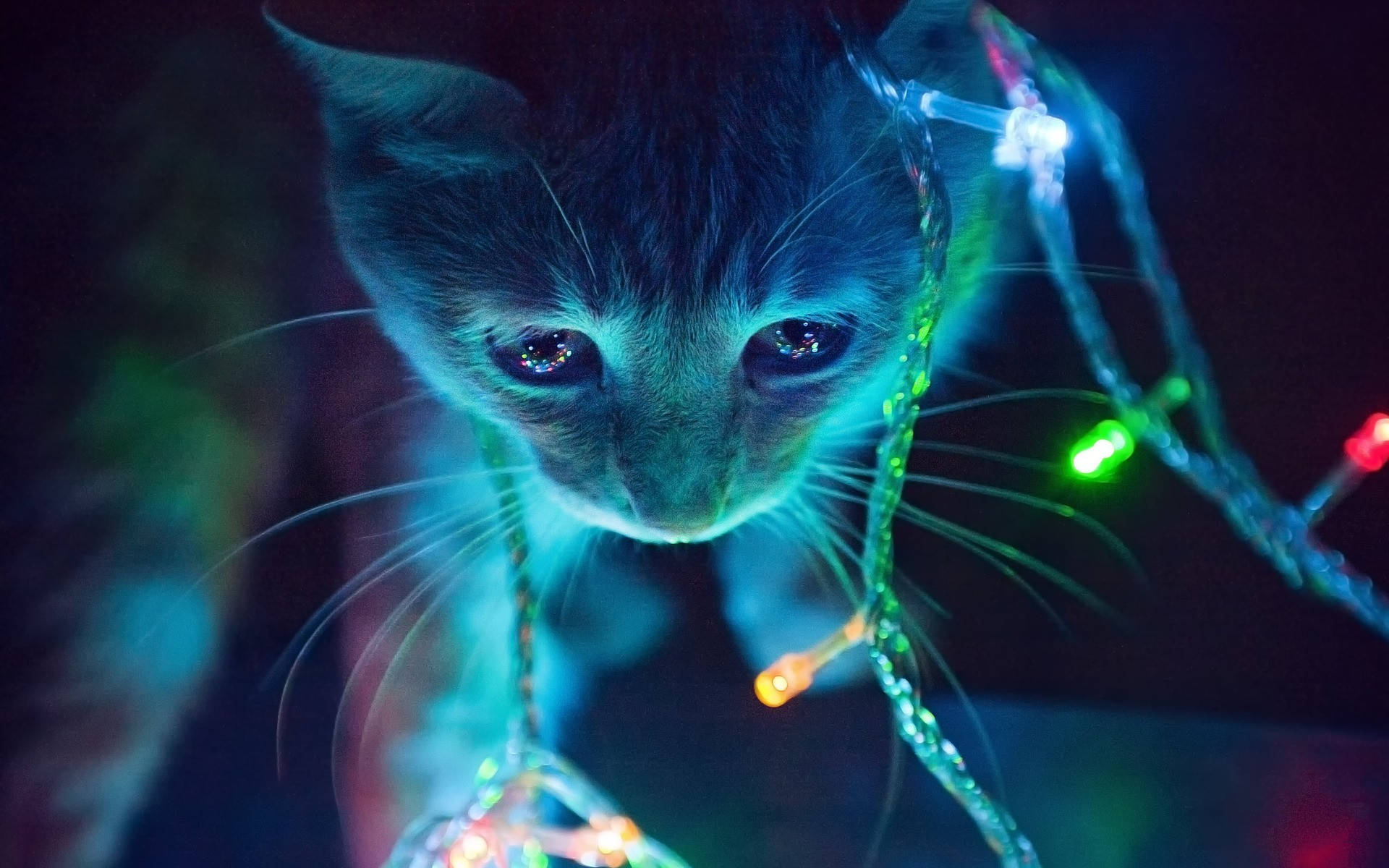 Aesthetic Cat With Lights Background