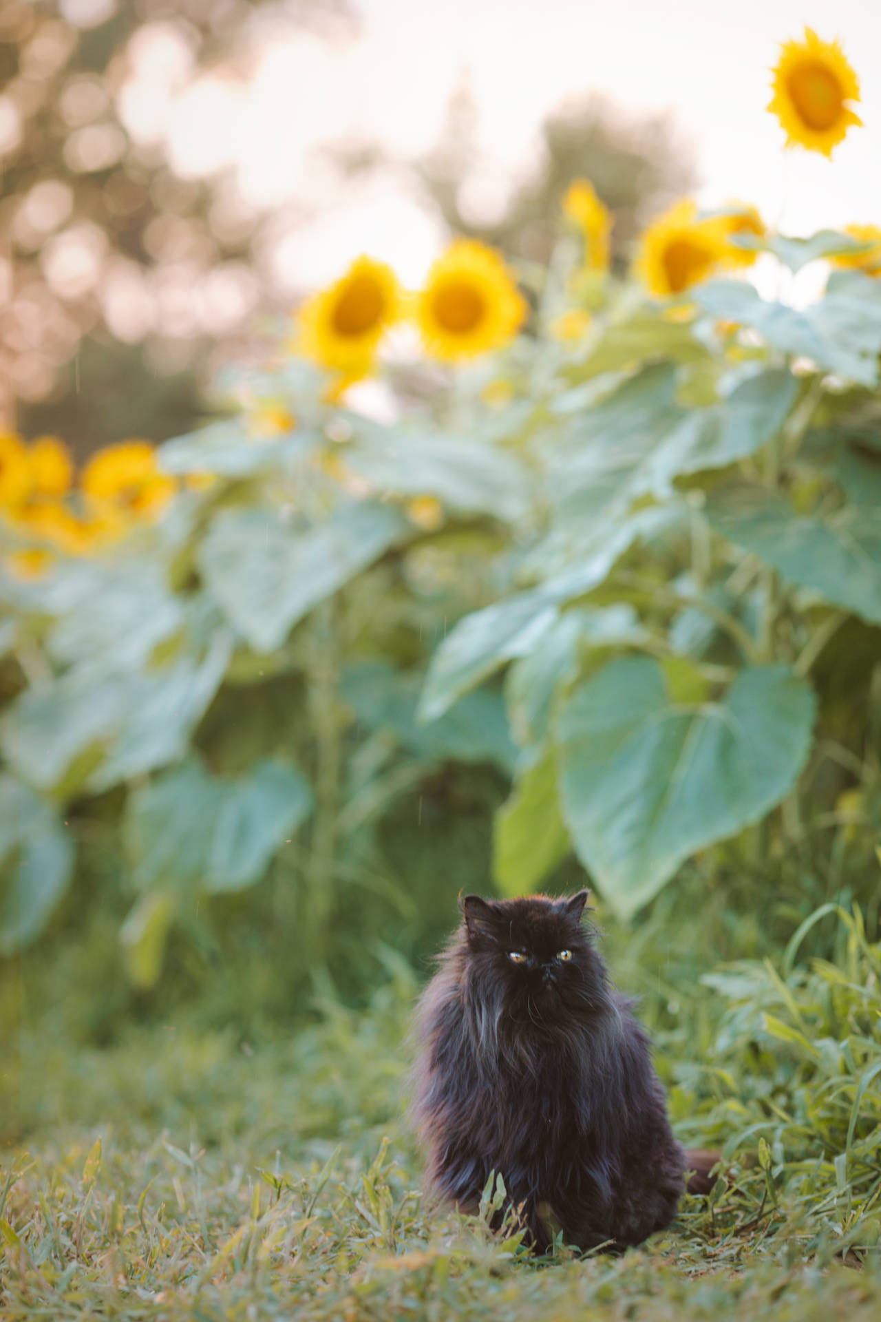 Aesthetic Cat With Sunflowers