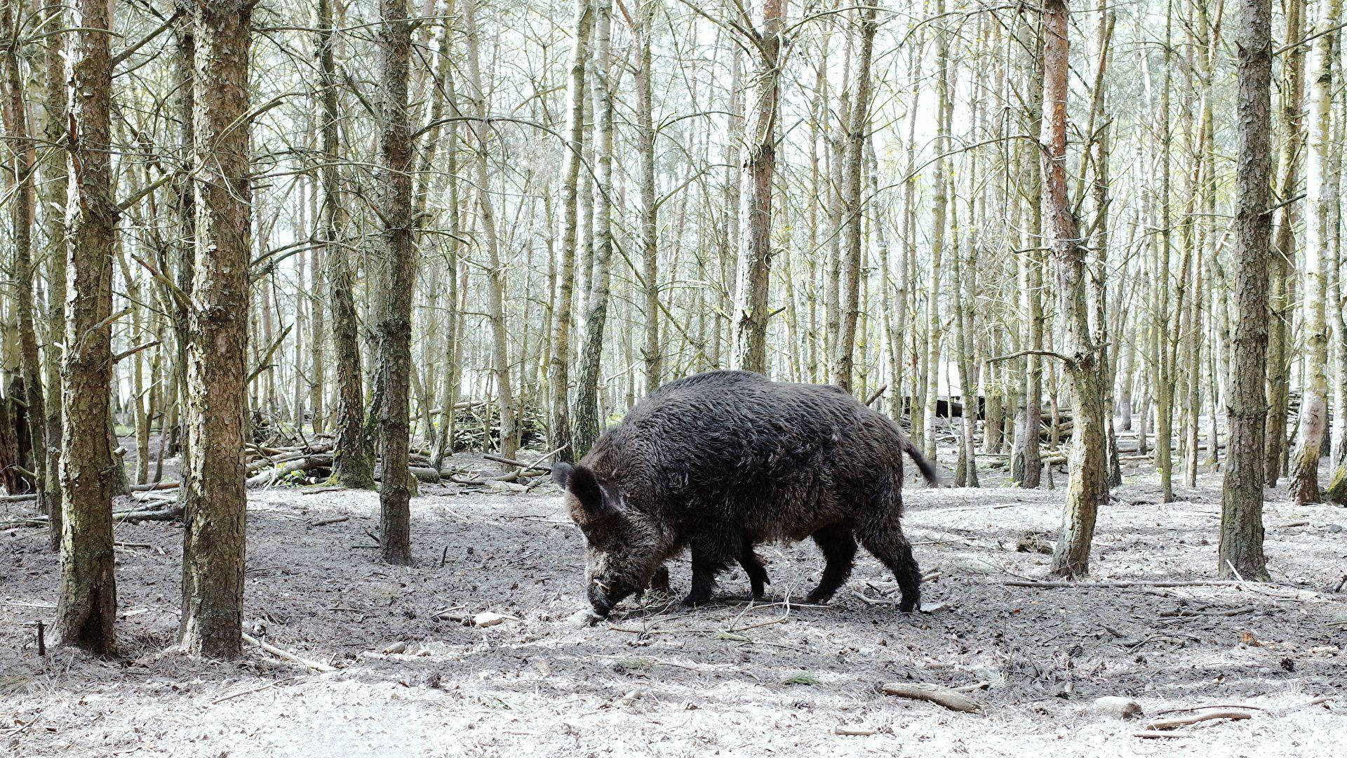 Aesthetic Central European Wild Boar Background