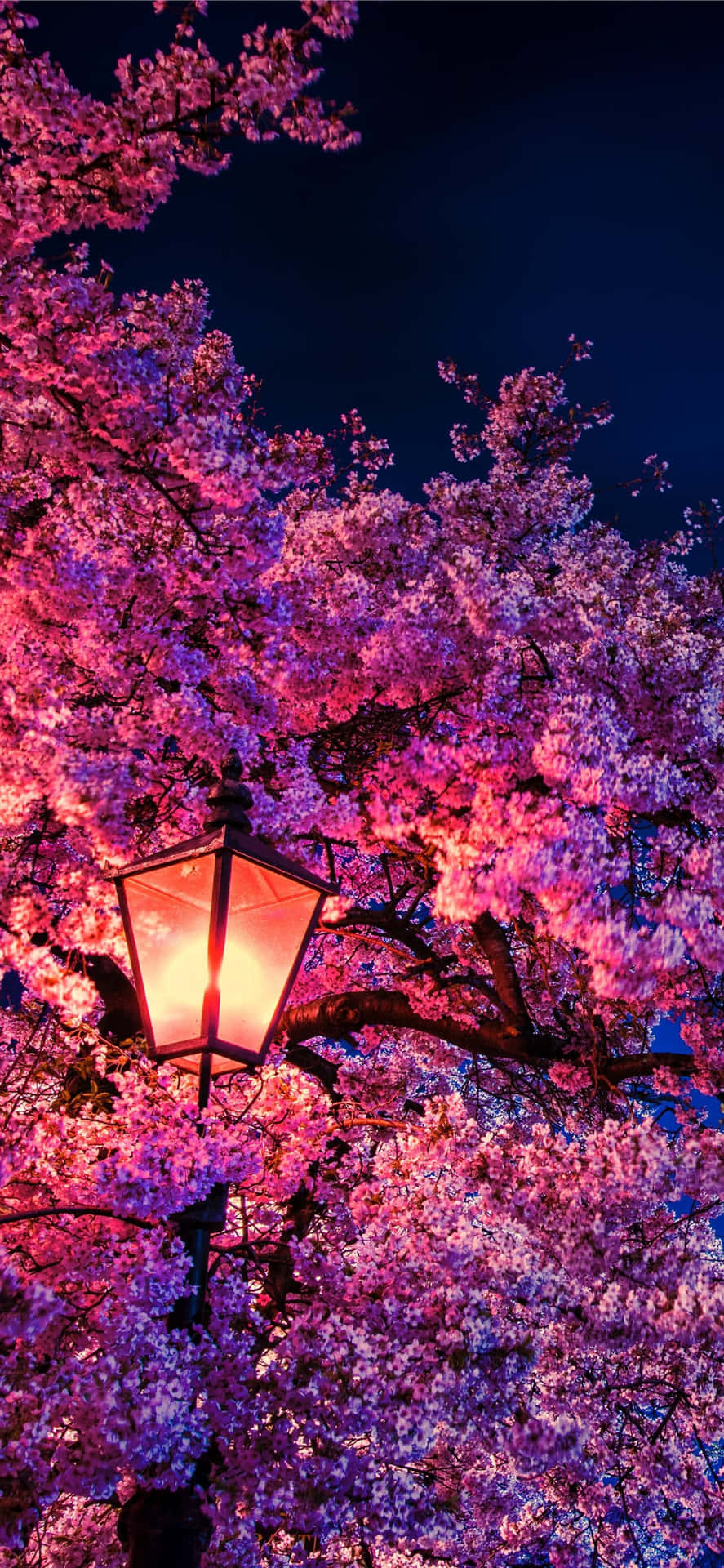 Aesthetic Cherry Blossom At Night Background