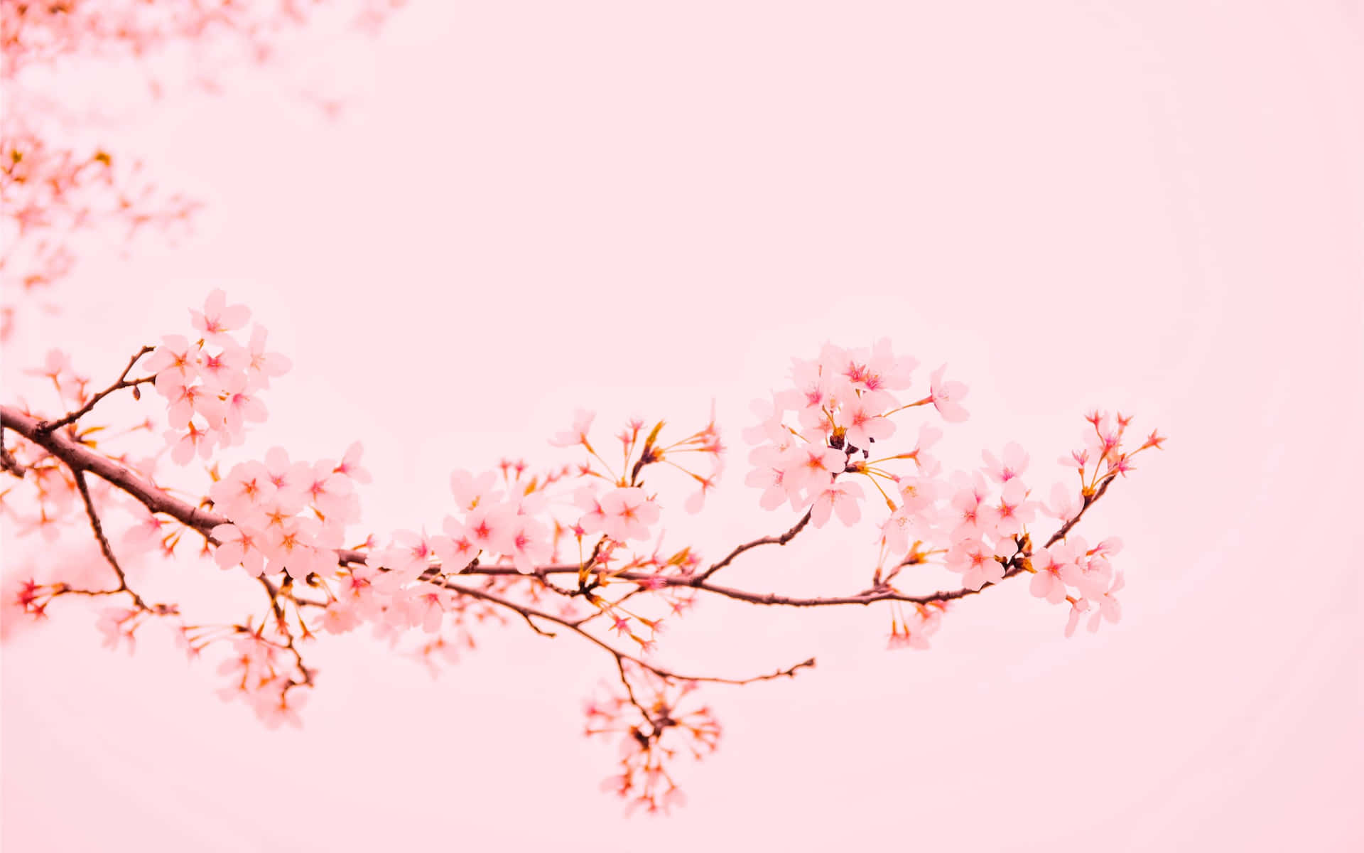 Aesthetic Cherry Blossom Background Background