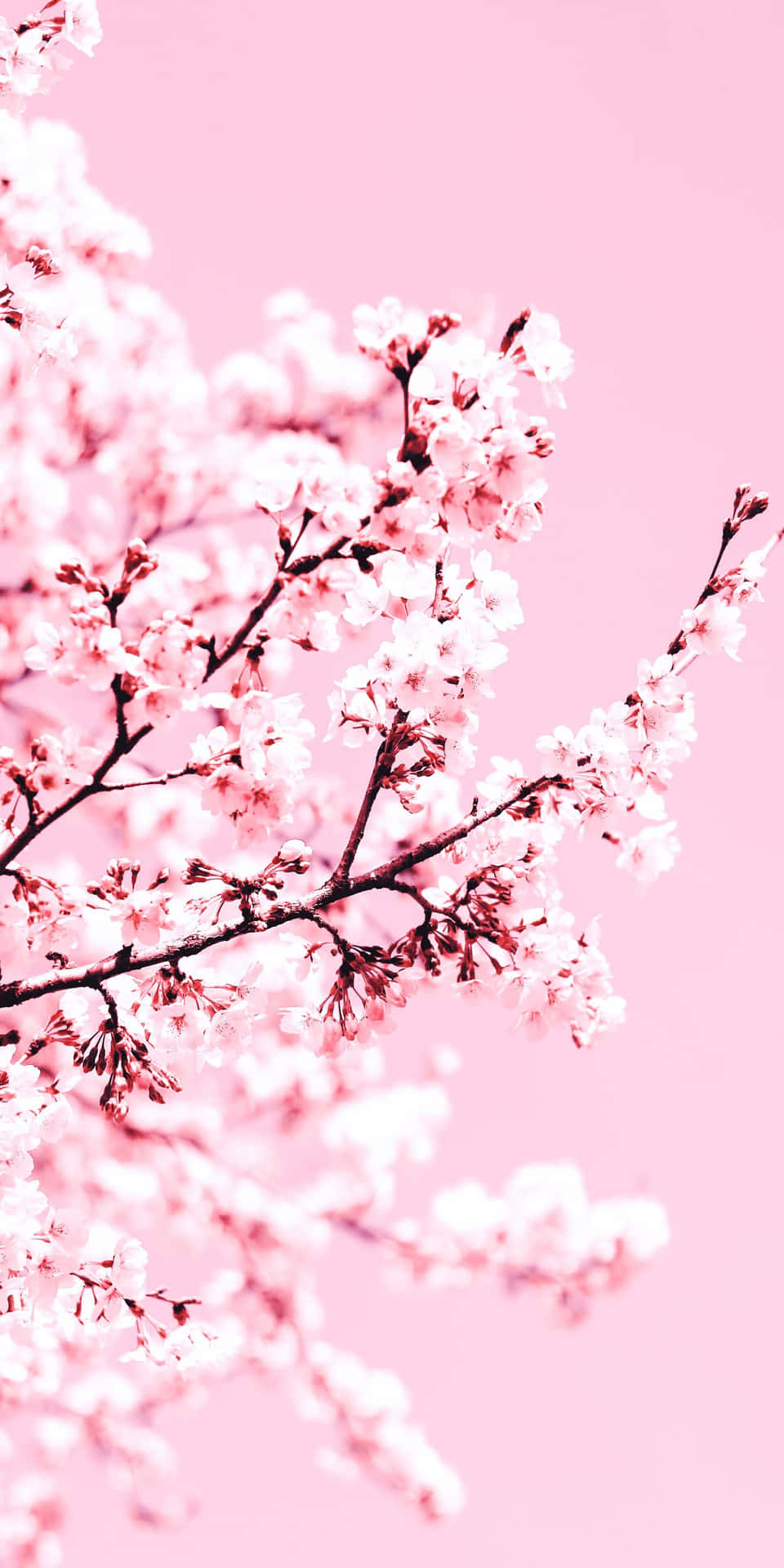 Aesthetic Cherry Blossom Blushing Background