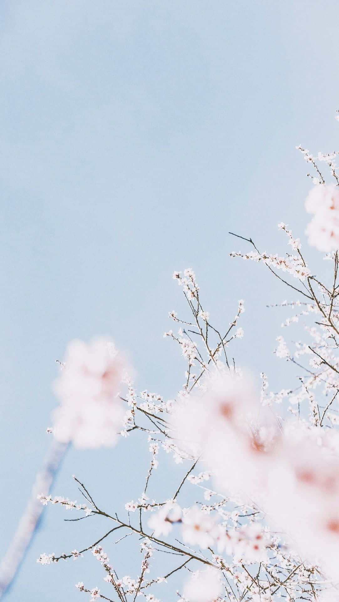 Aesthetic Cherry Blossom In Blurred Vision Background