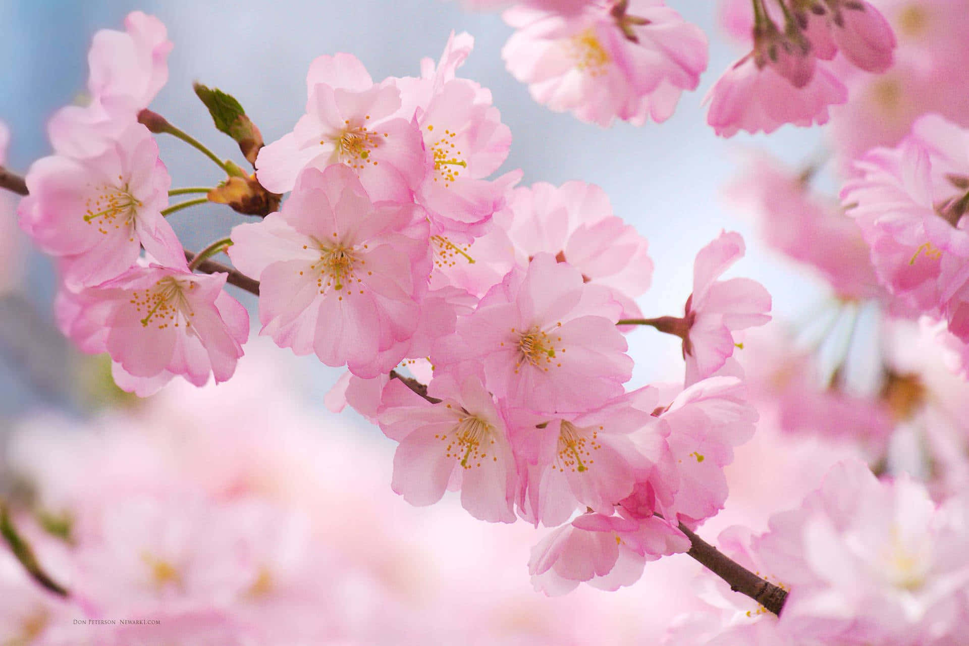 Aesthetic Cherry Blossom In Dazzling Baby Pink Background