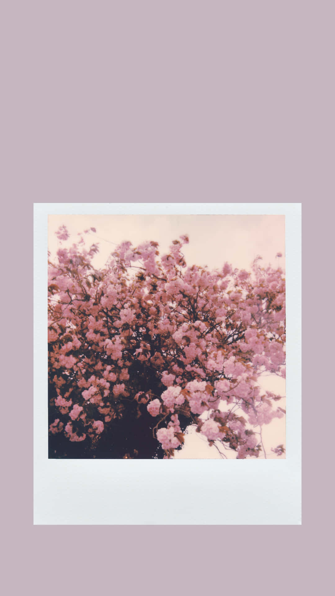 Aesthetic Cherry Blossom In Print Background