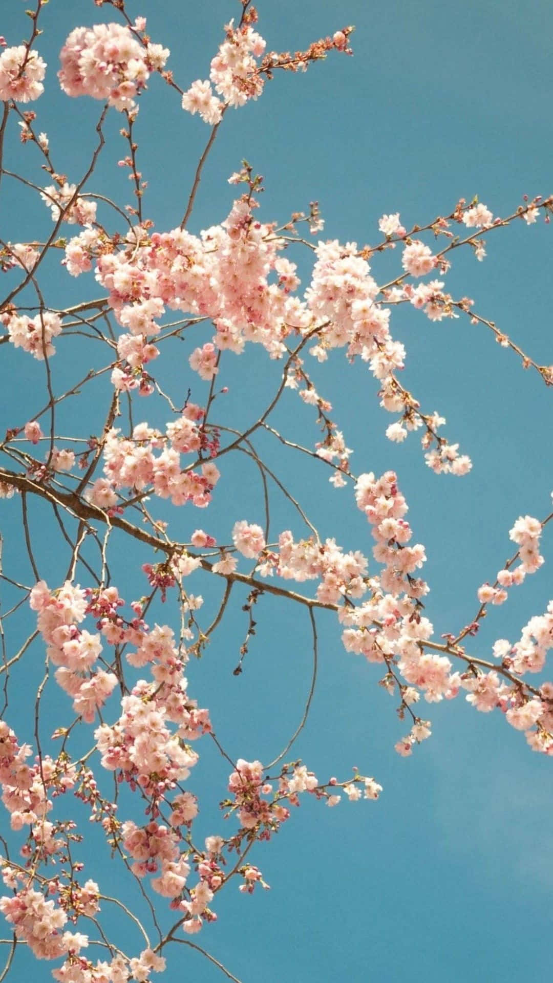 Aesthetic Cherry Blossom Is Charming Background