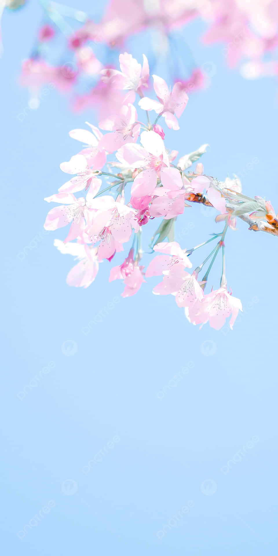 Aesthetic Cherry Blossom Is Fragrant Background