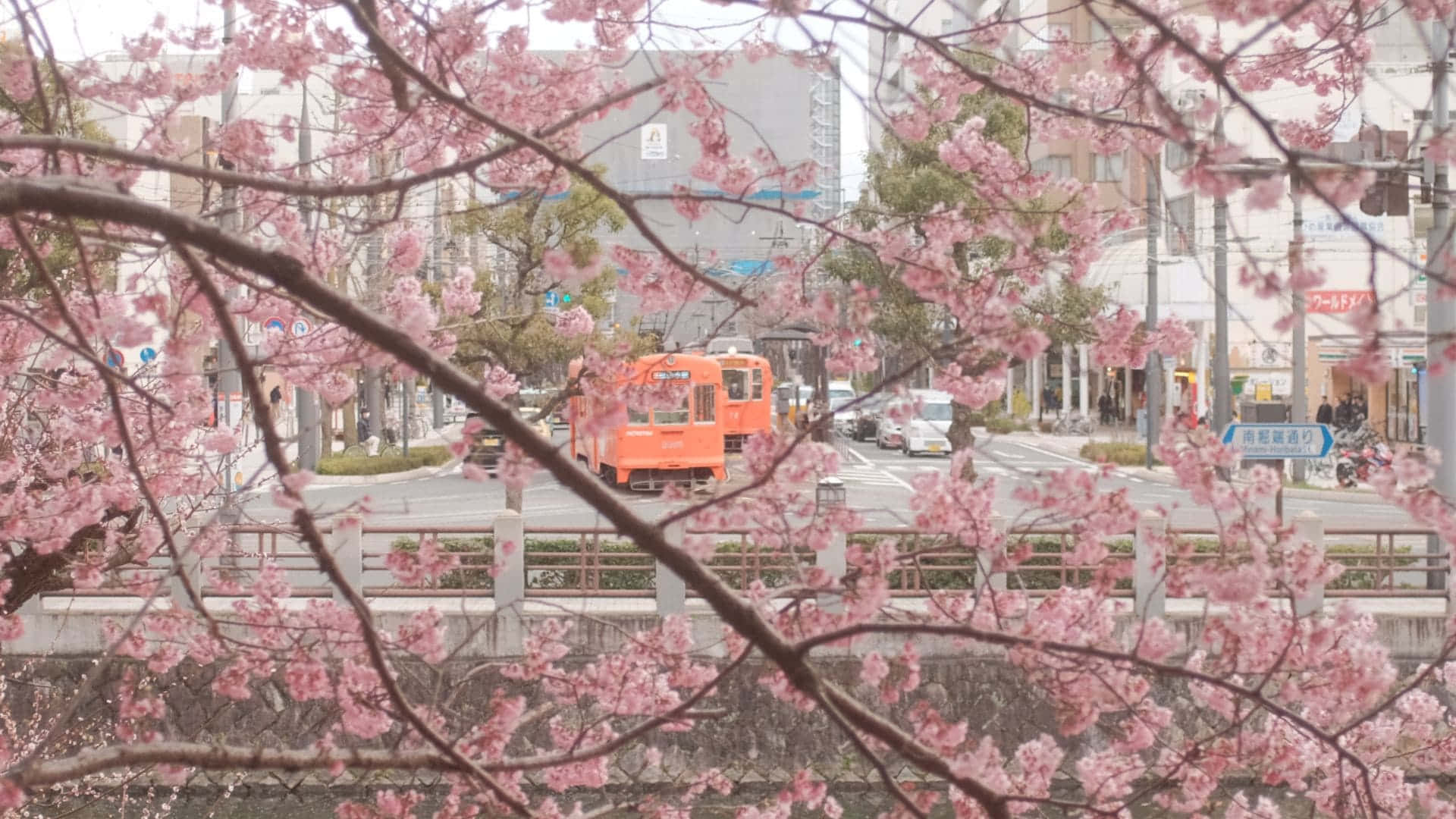 Aesthetic Cherry Blossom Outside Background