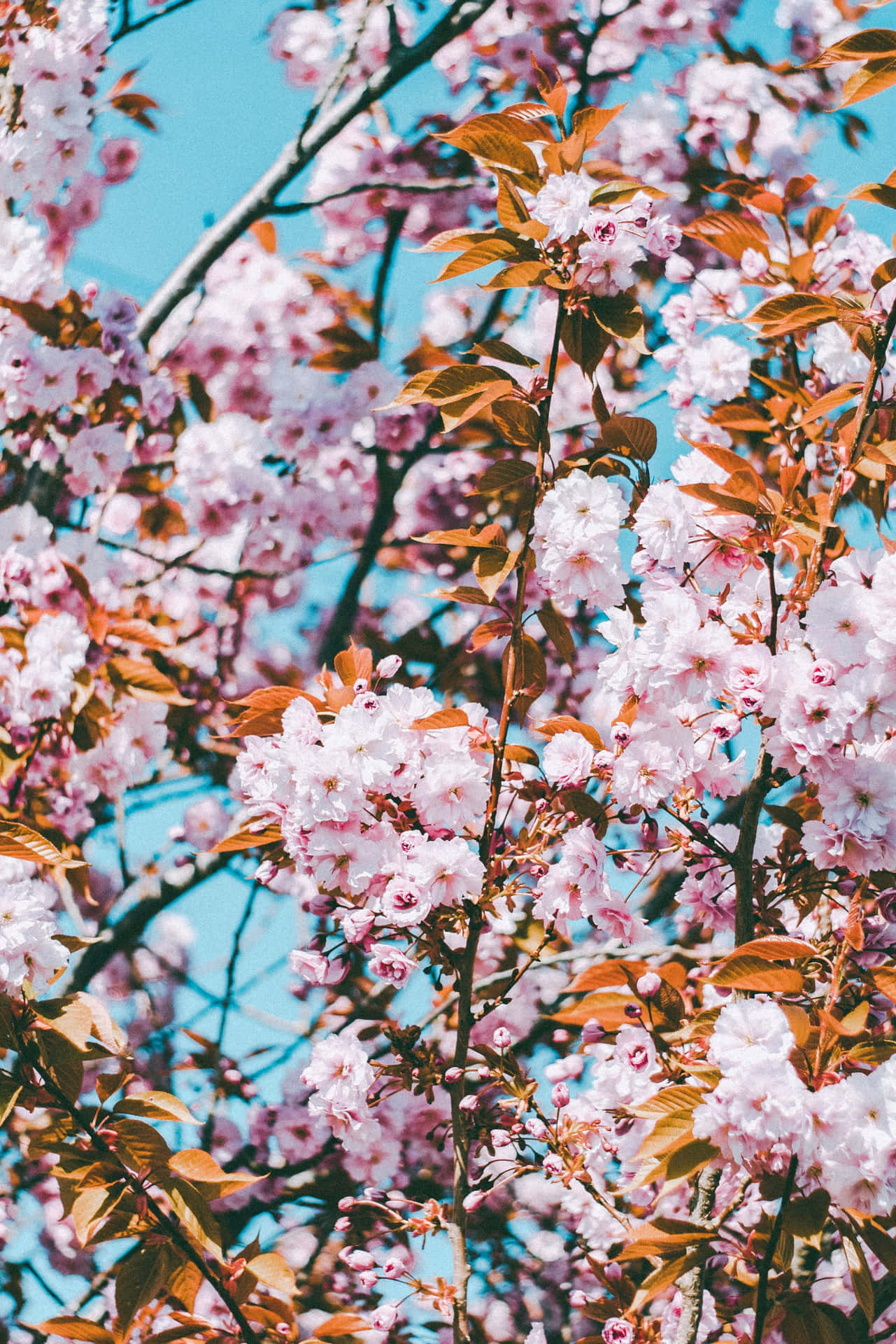 Aesthetic Cherry Blossom With Leaves Background