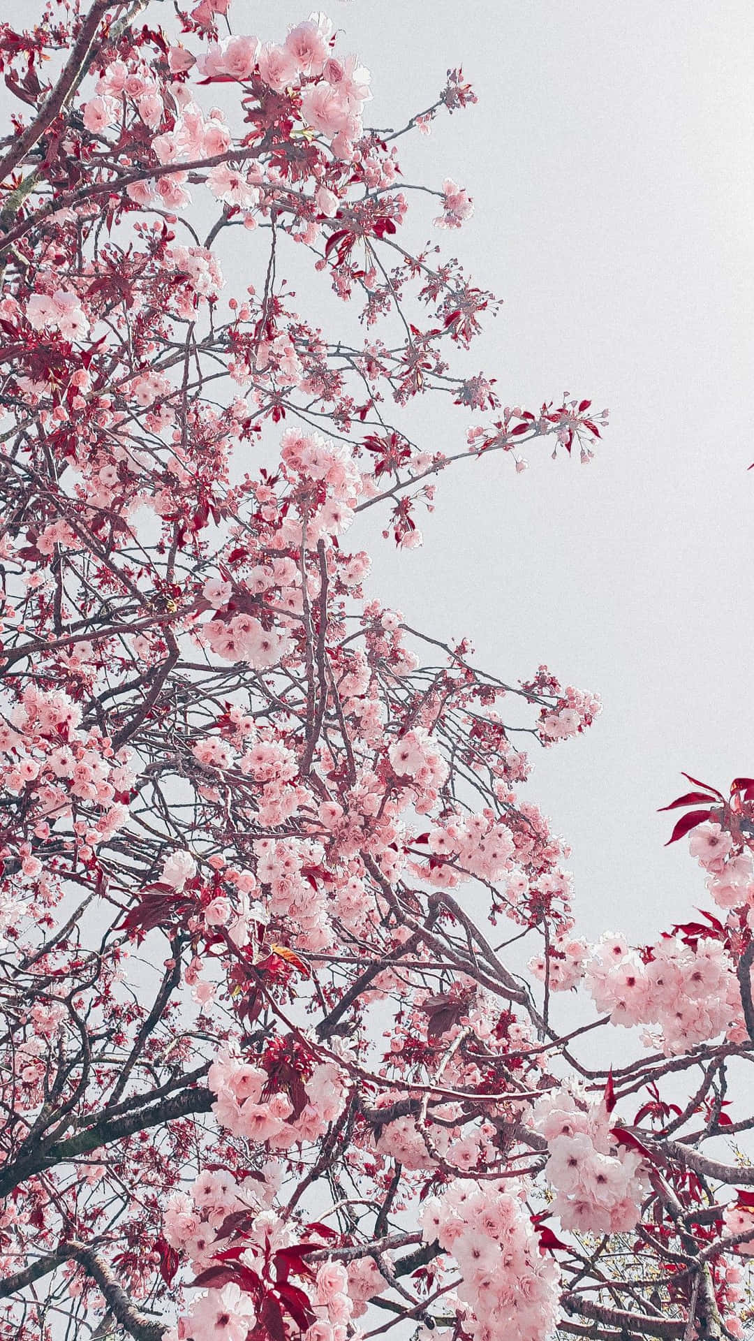 Aesthetic Cherry Blossom With Red Background