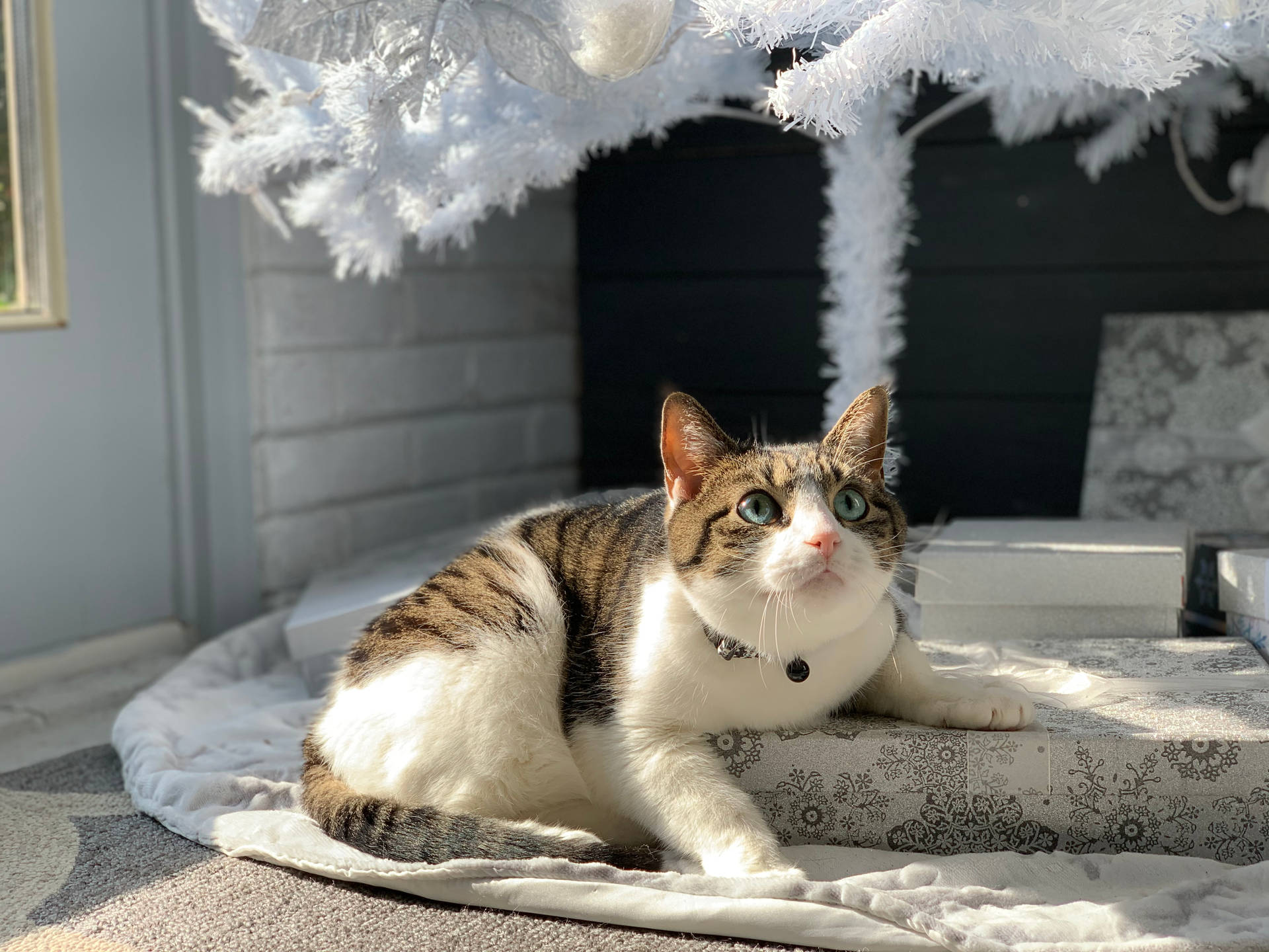Aesthetic Christmas Cat Background