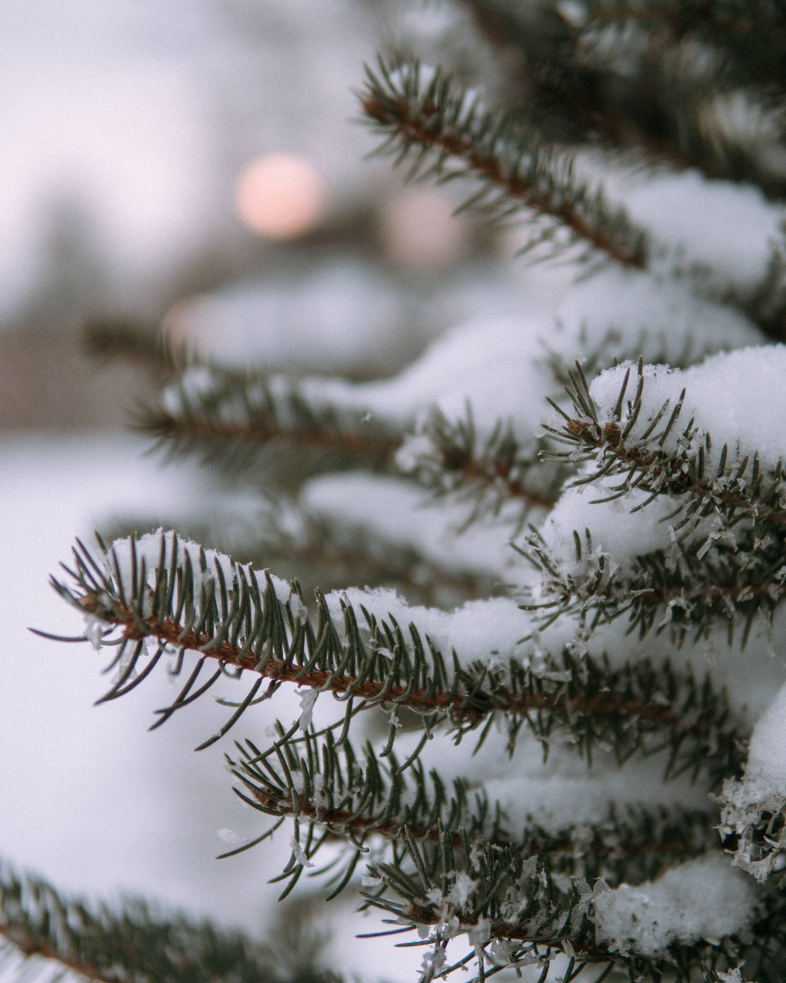 Aesthetic Christmas Tree In Snow Background