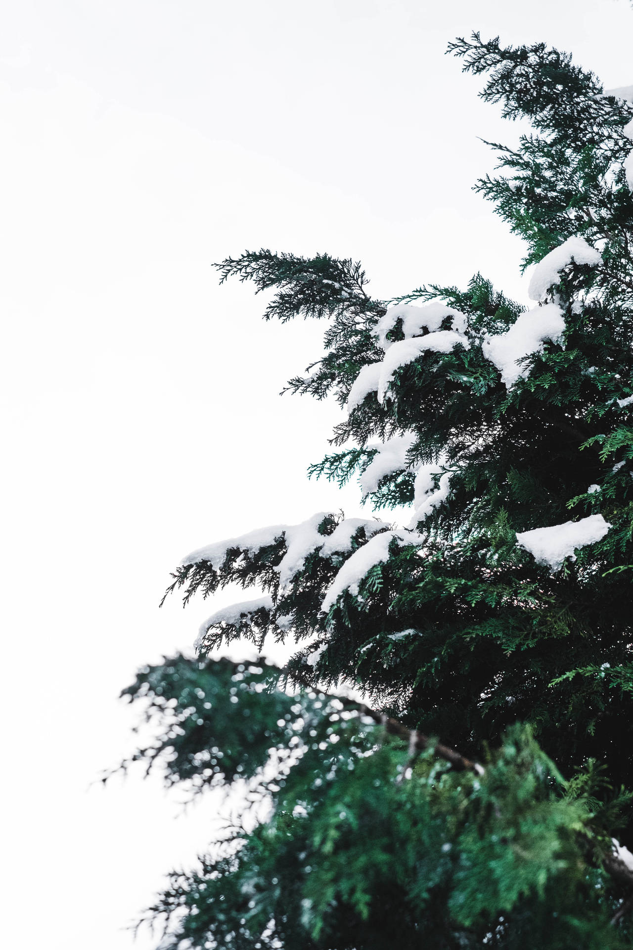 Aesthetic Christmas Tree With Snow Background