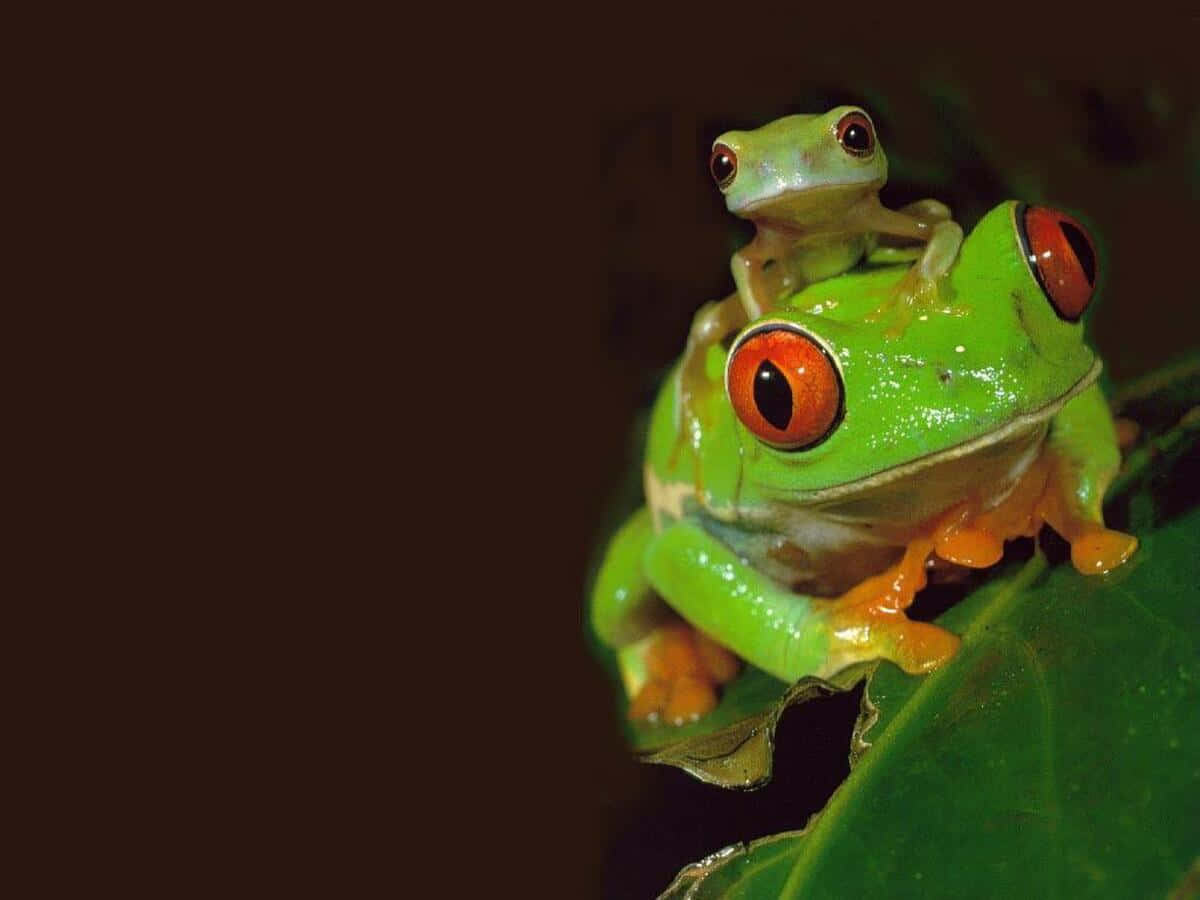 Aesthetic Close-up Of A Vibrant Tree Frog Background