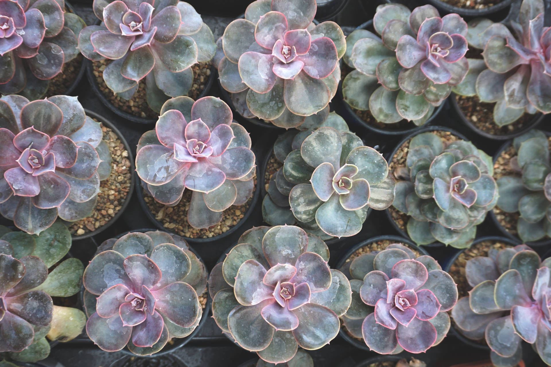 Aesthetic Collection Of Cute Purple And Green Succulents Background