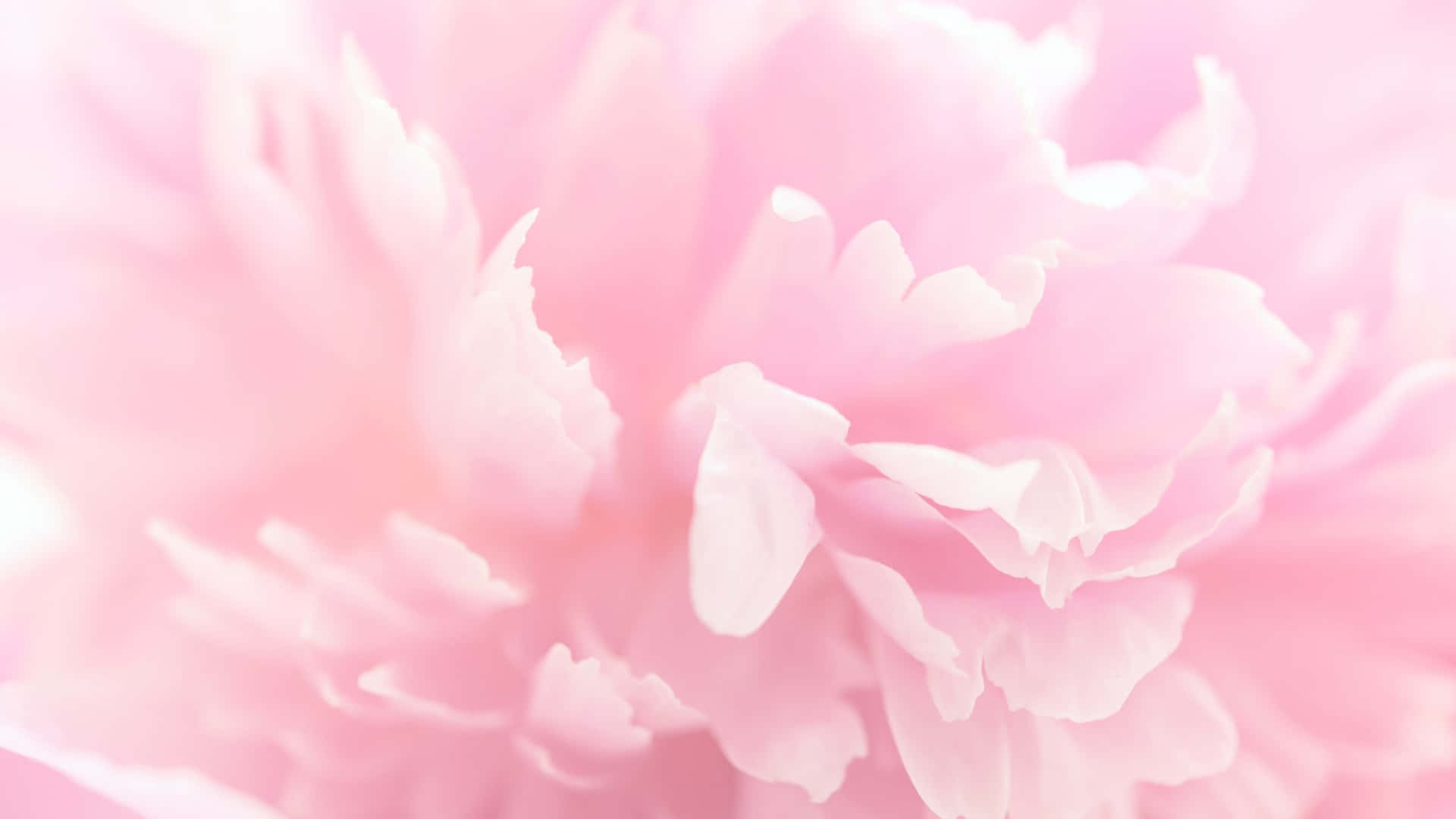 Aesthetic Computer Light Pink Carnation Background