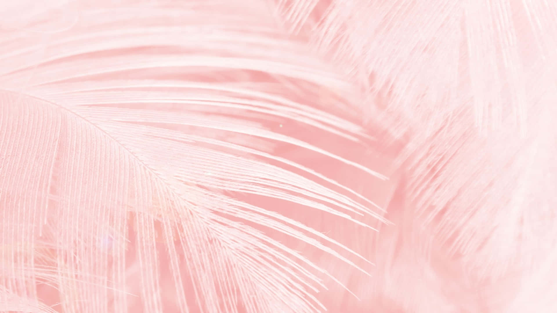 Aesthetic Computer Light Pink Feathers Background