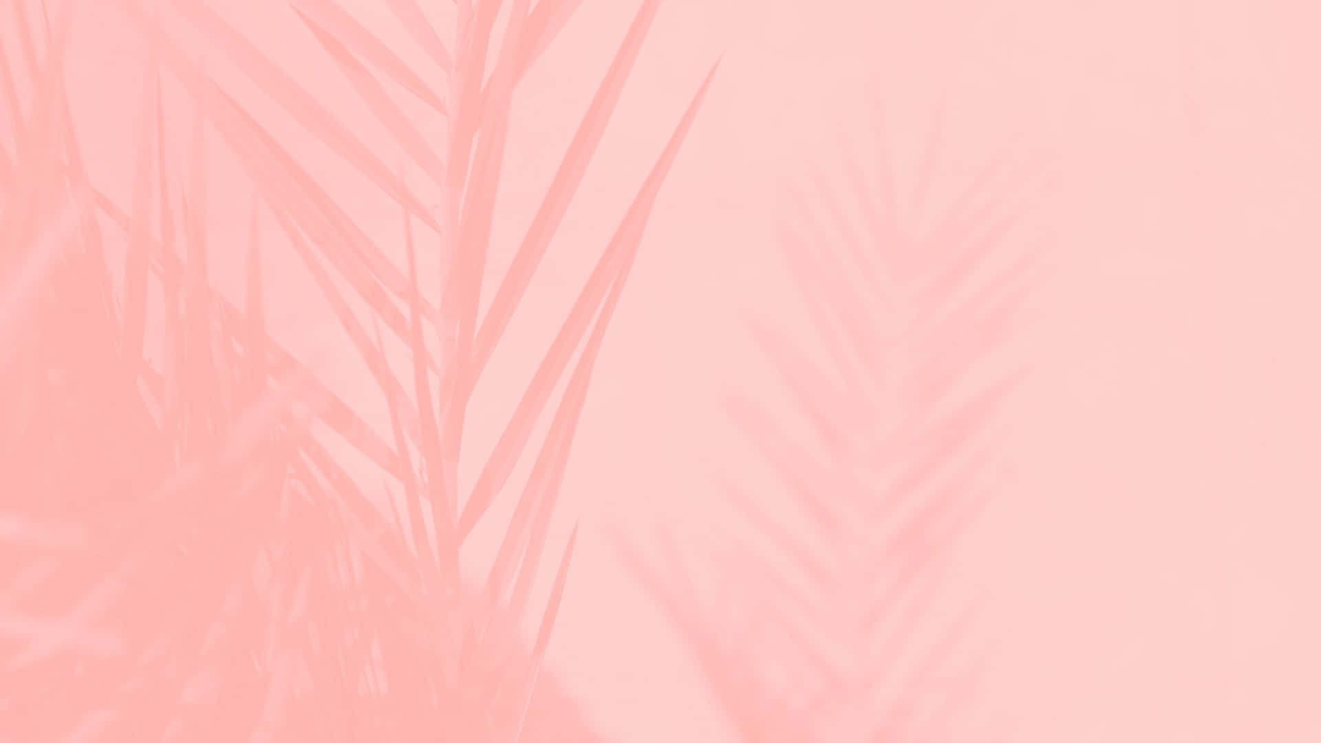 Aesthetic Computer Light Pink Leaves Silhouette Background