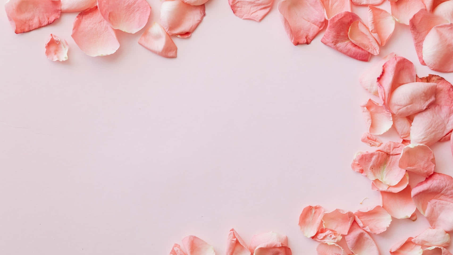 Aesthetic Computer Light Pink Petals Background