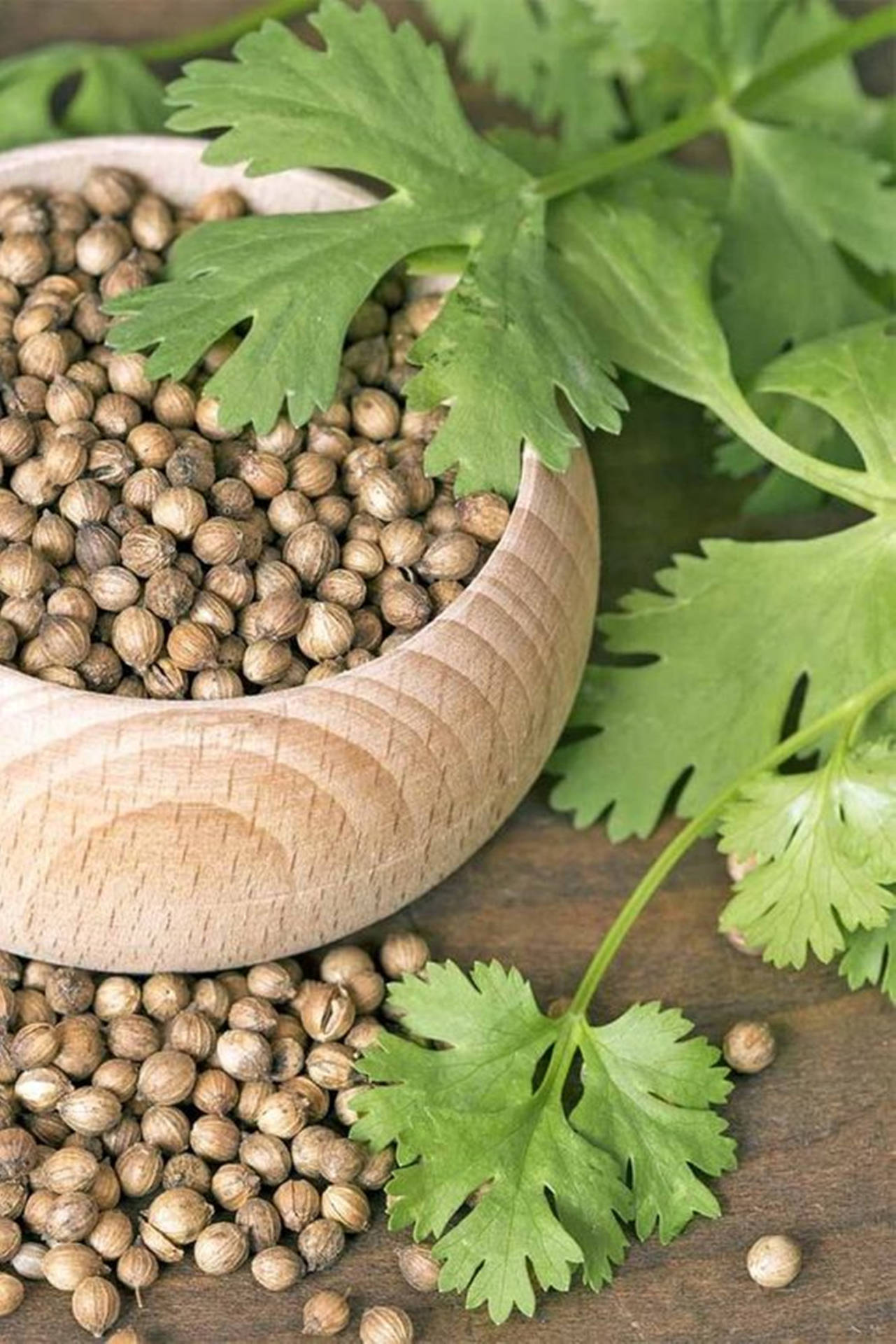 Aesthetic Coriander Herbs And Seeds Background