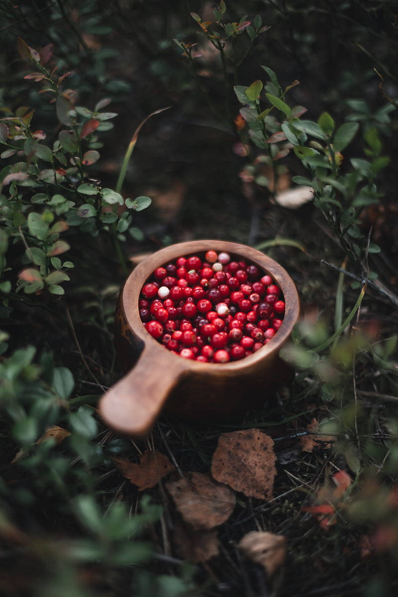 Aesthetic Cranberry Bowl