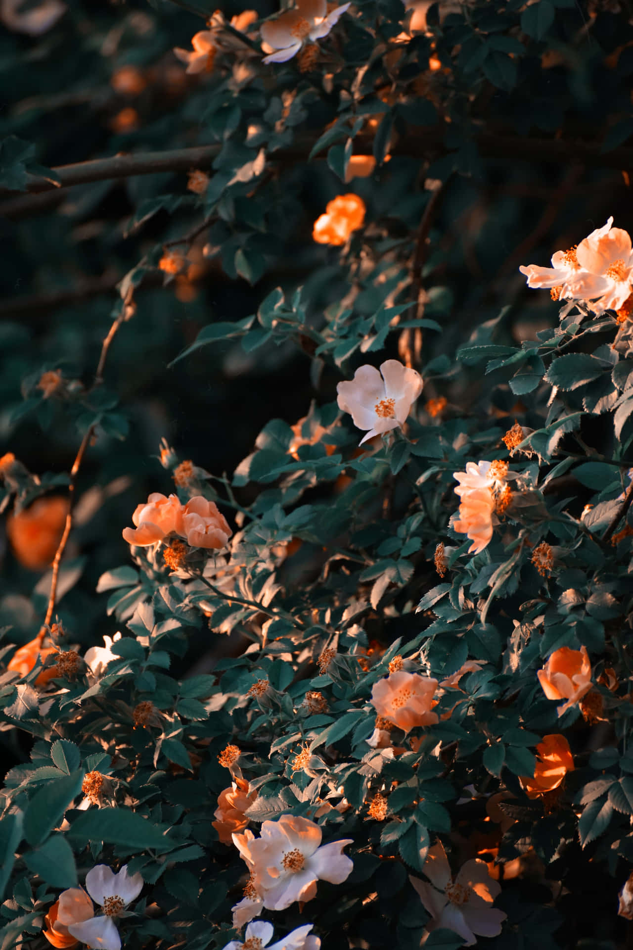 Aesthetic Cute Flower Background