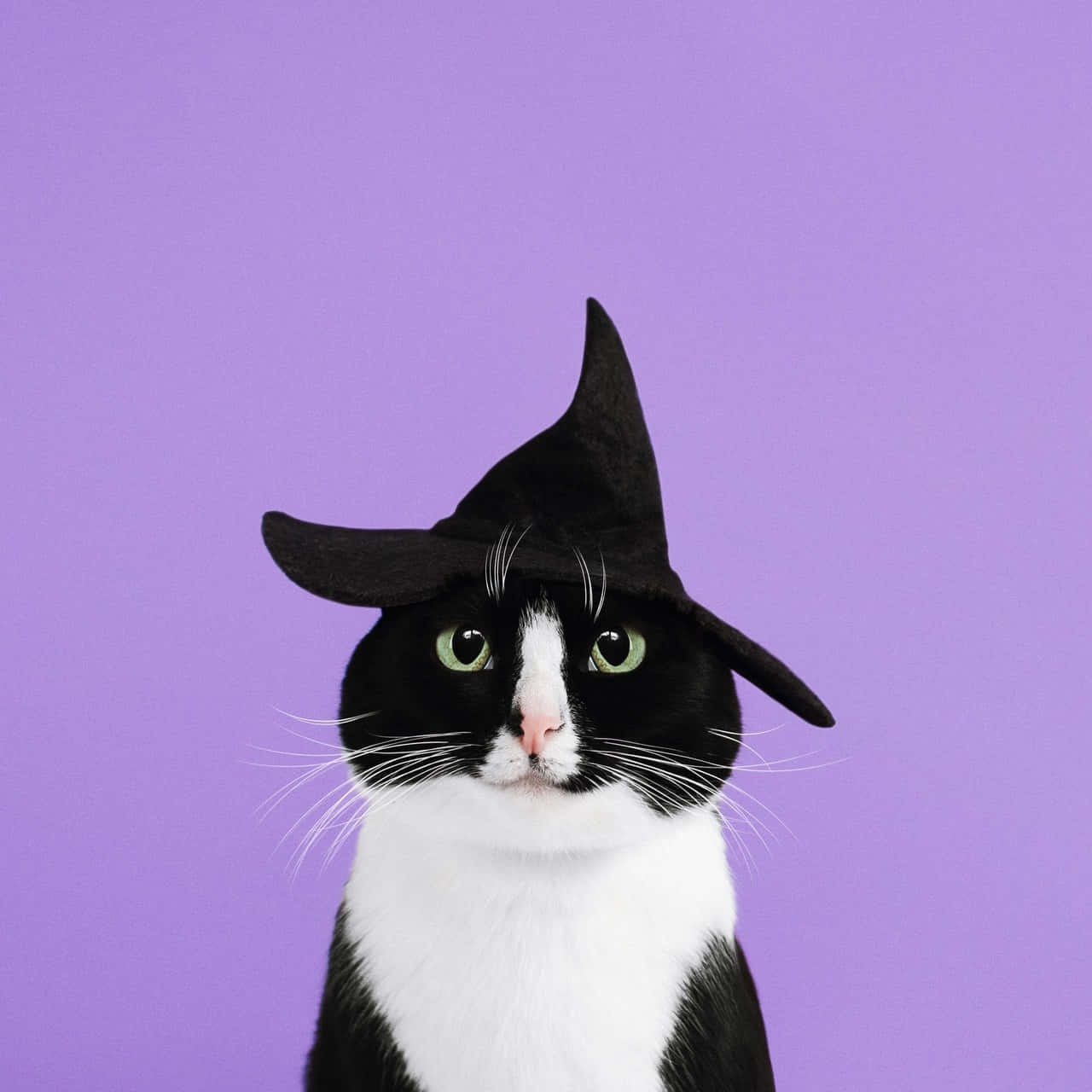 Aesthetic Cute Halloween Witch Cat Background