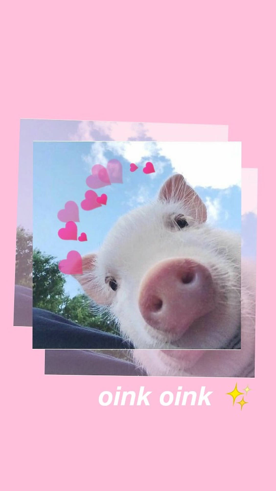 Aesthetic Cute Pig