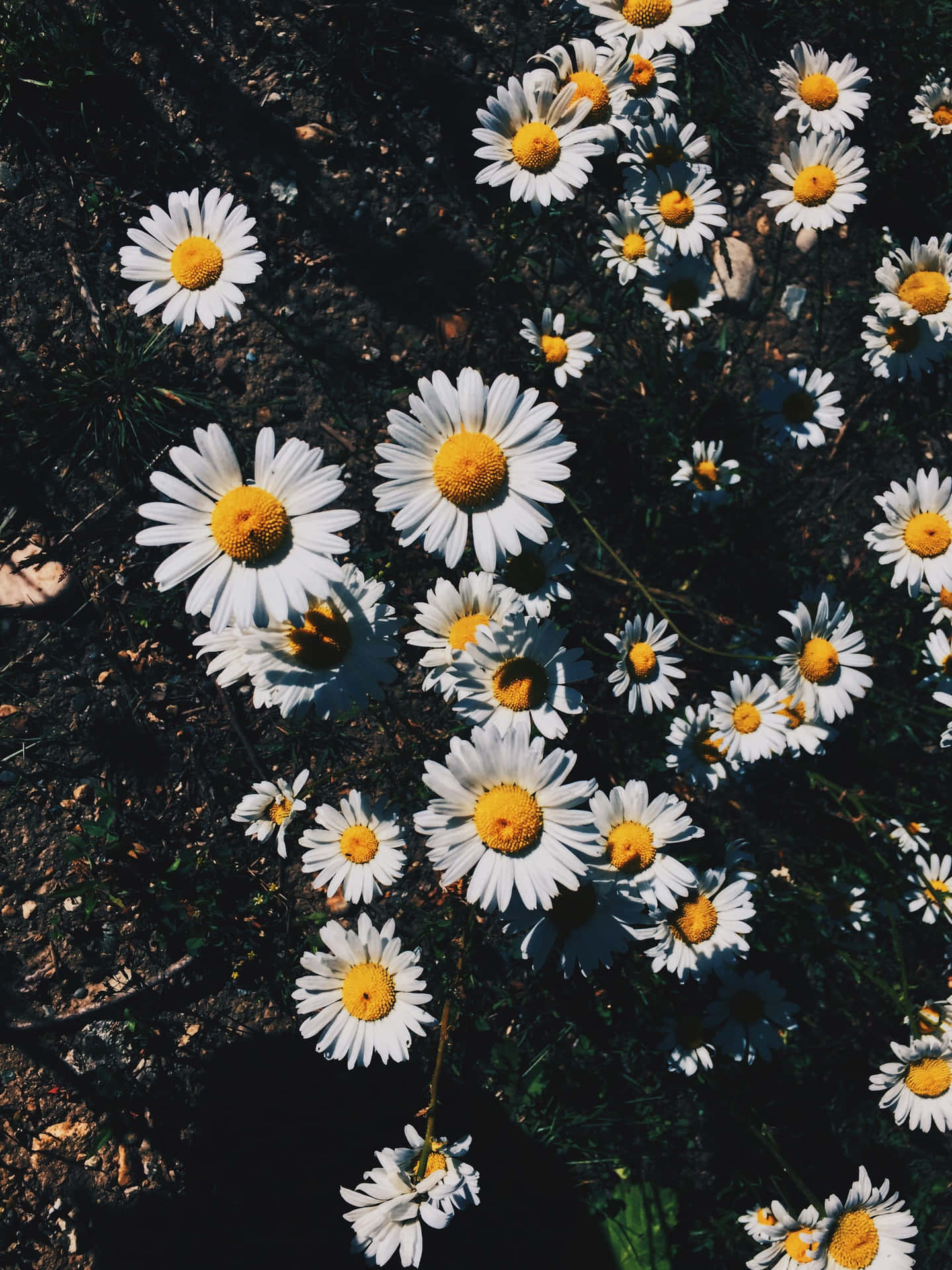 Aesthetic Daisy - Beauty Found Amongst Nature Background