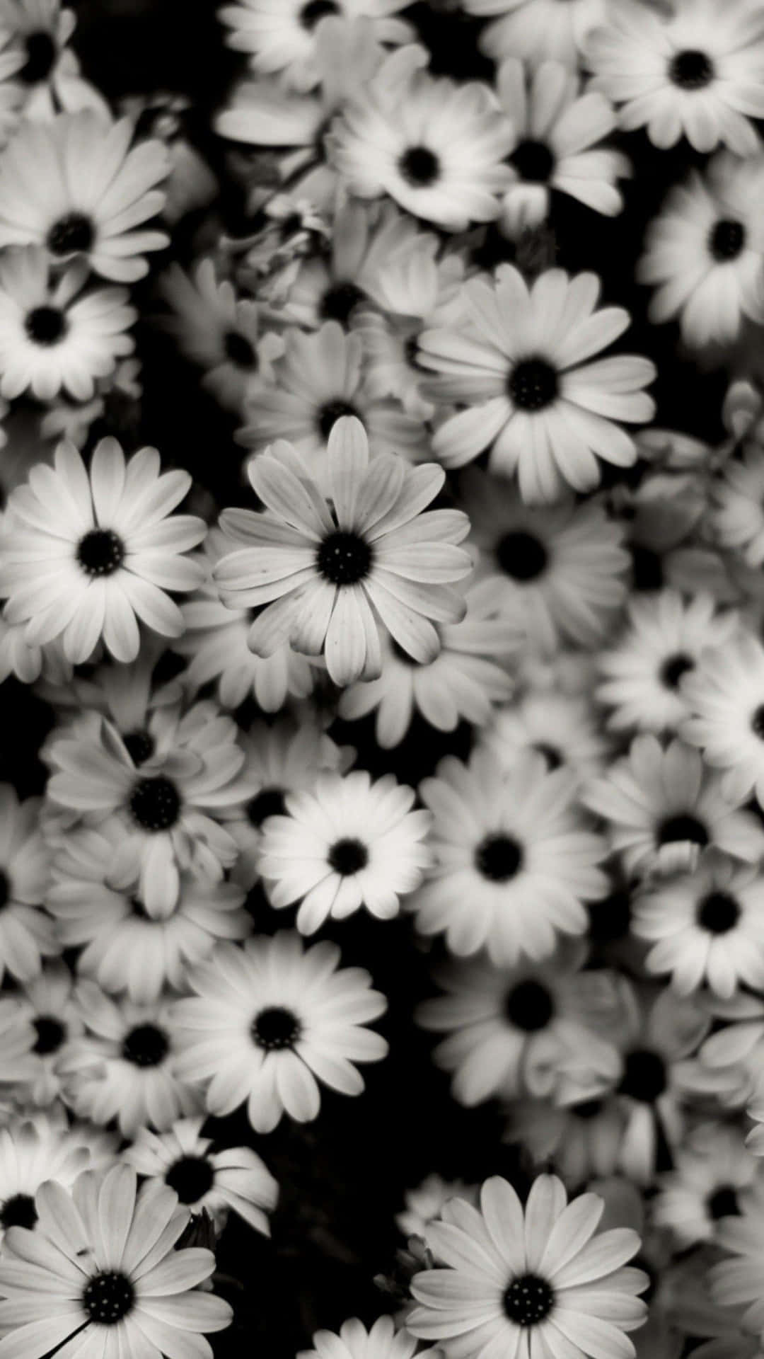Aesthetic Daisy Black And White Background