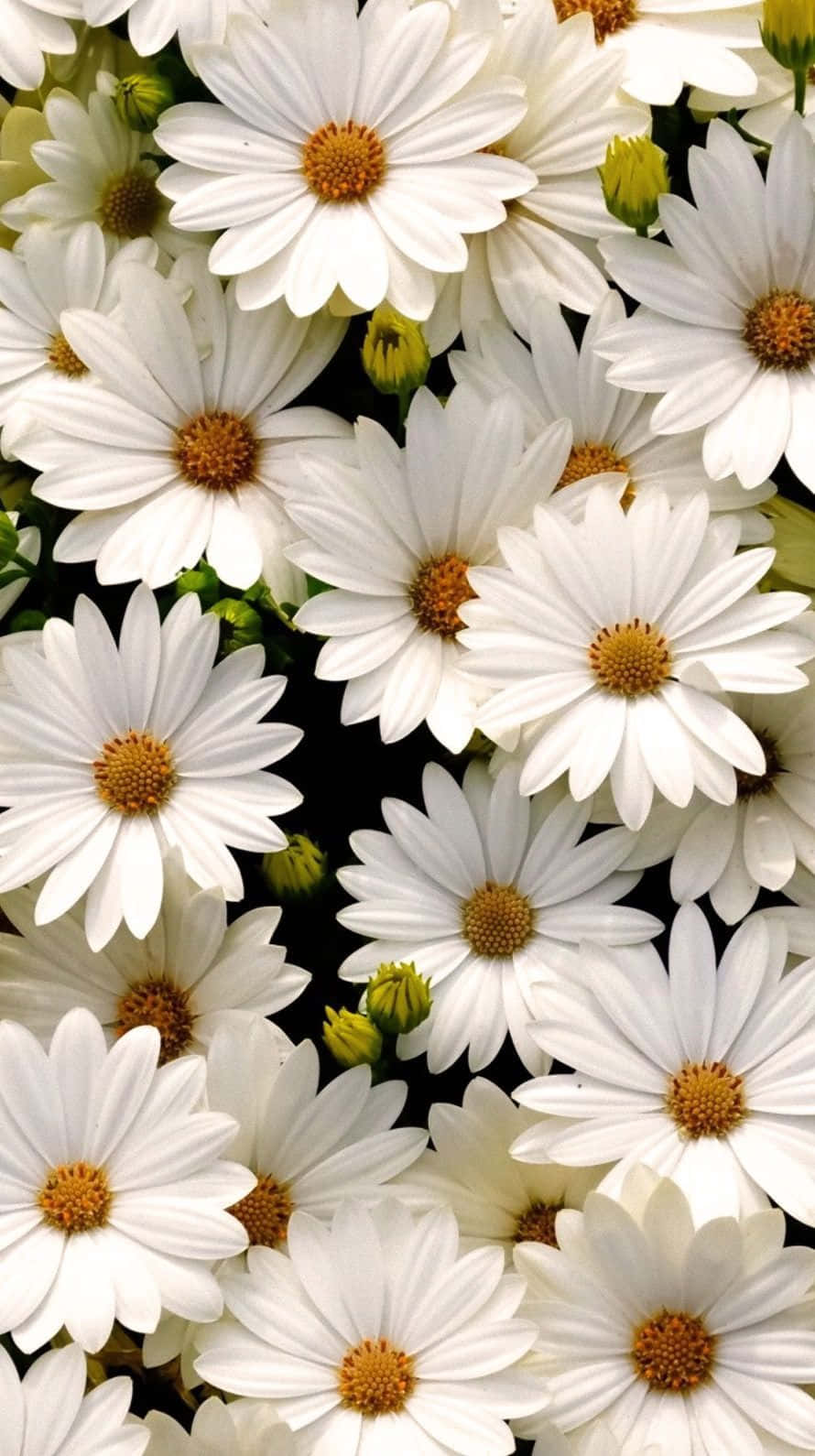 Aesthetic Daisy Blooming In The Meadow