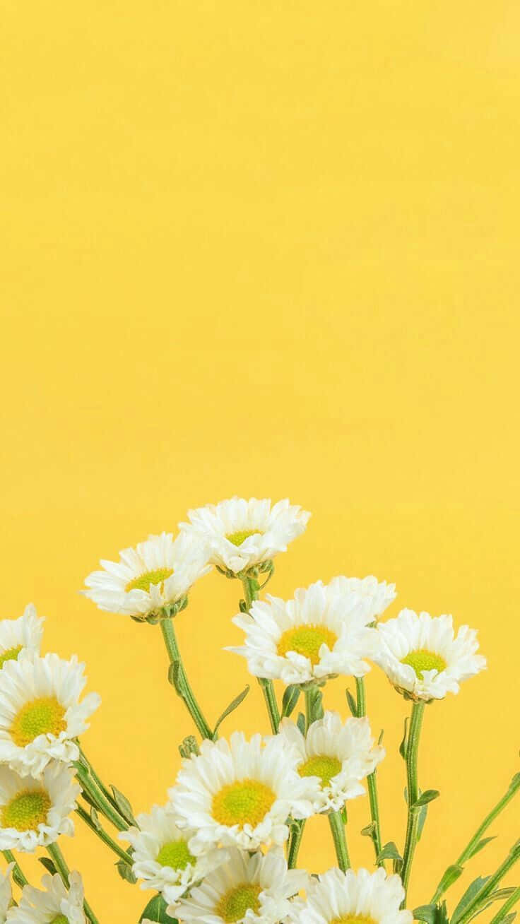 Aesthetic Daisy Bright Yellow Background Background