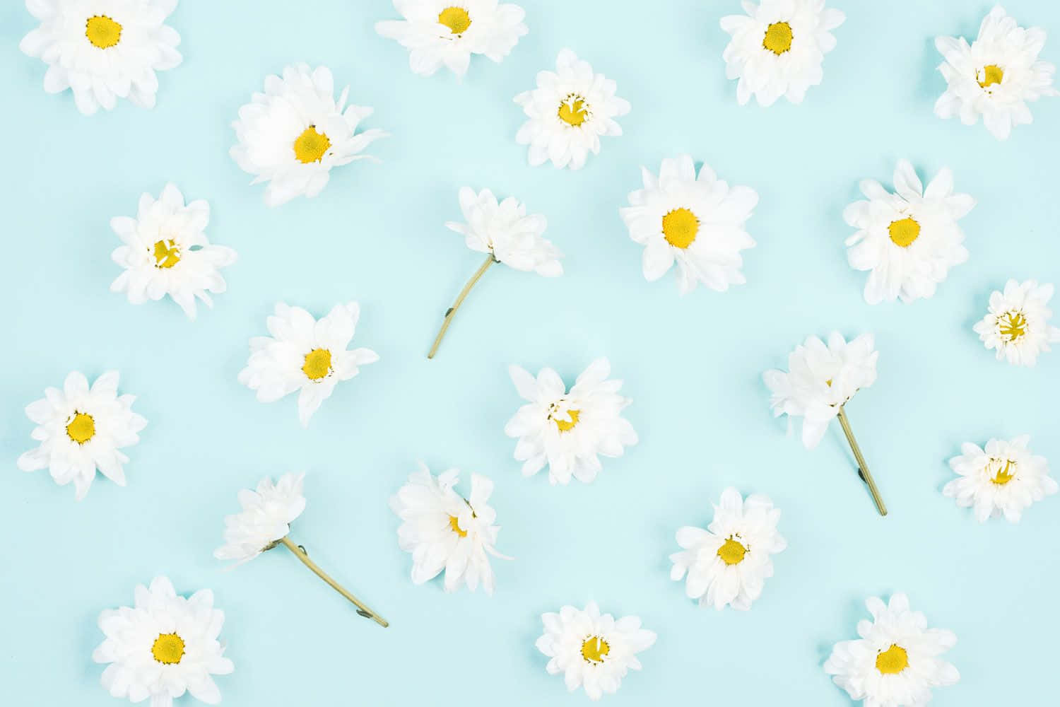 Aesthetic Daisy Floral Flat Lay Background