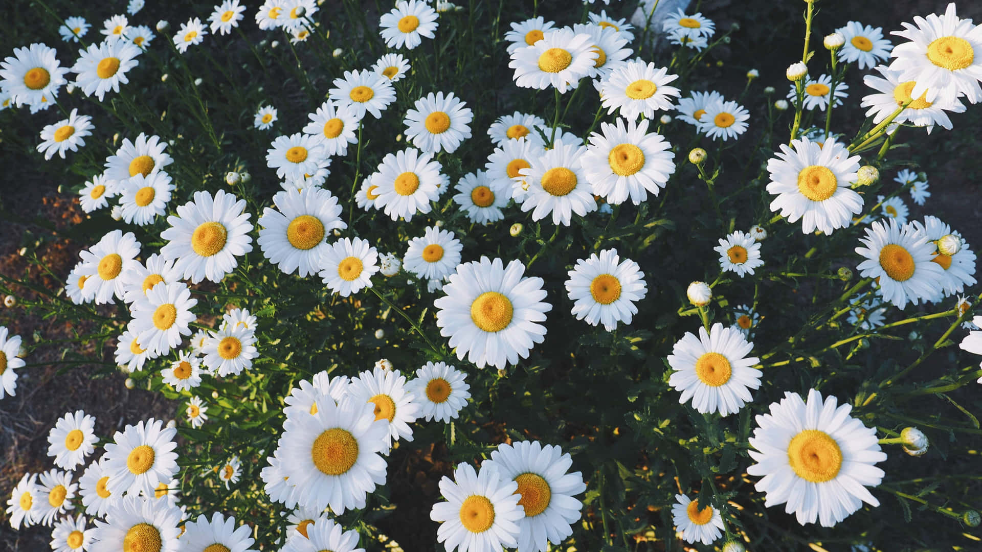 Aesthetic Daisy Flower Field Background