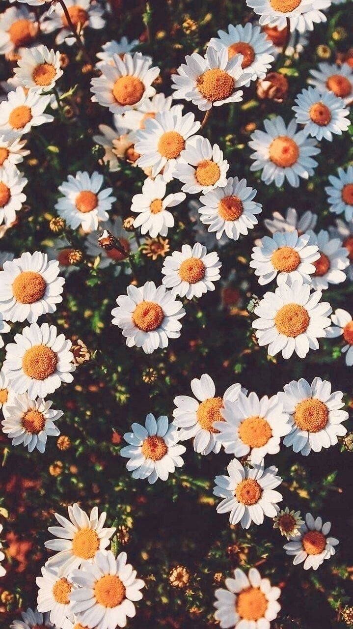 Aesthetic Daisy Flower Indie Kid Background