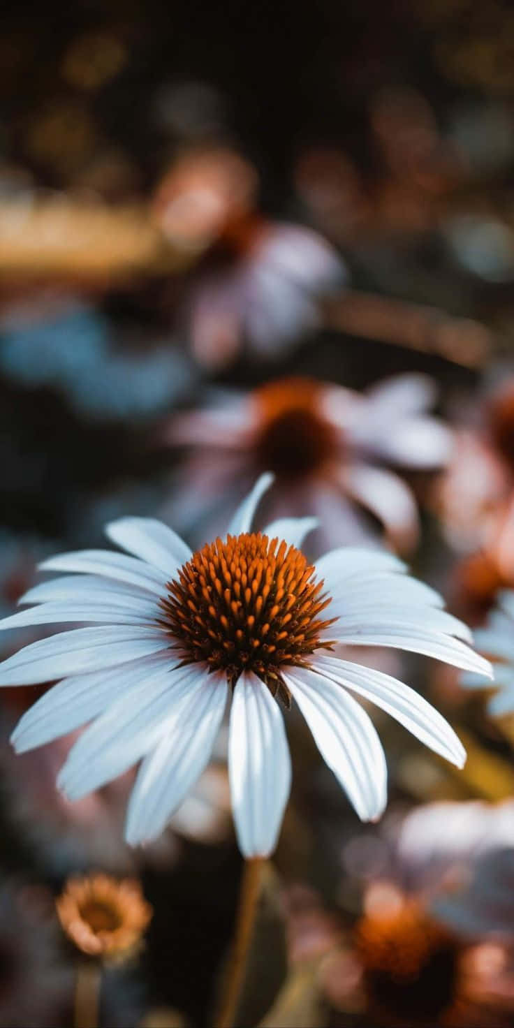 Aesthetic Daisy Macro Photogtaphy Background